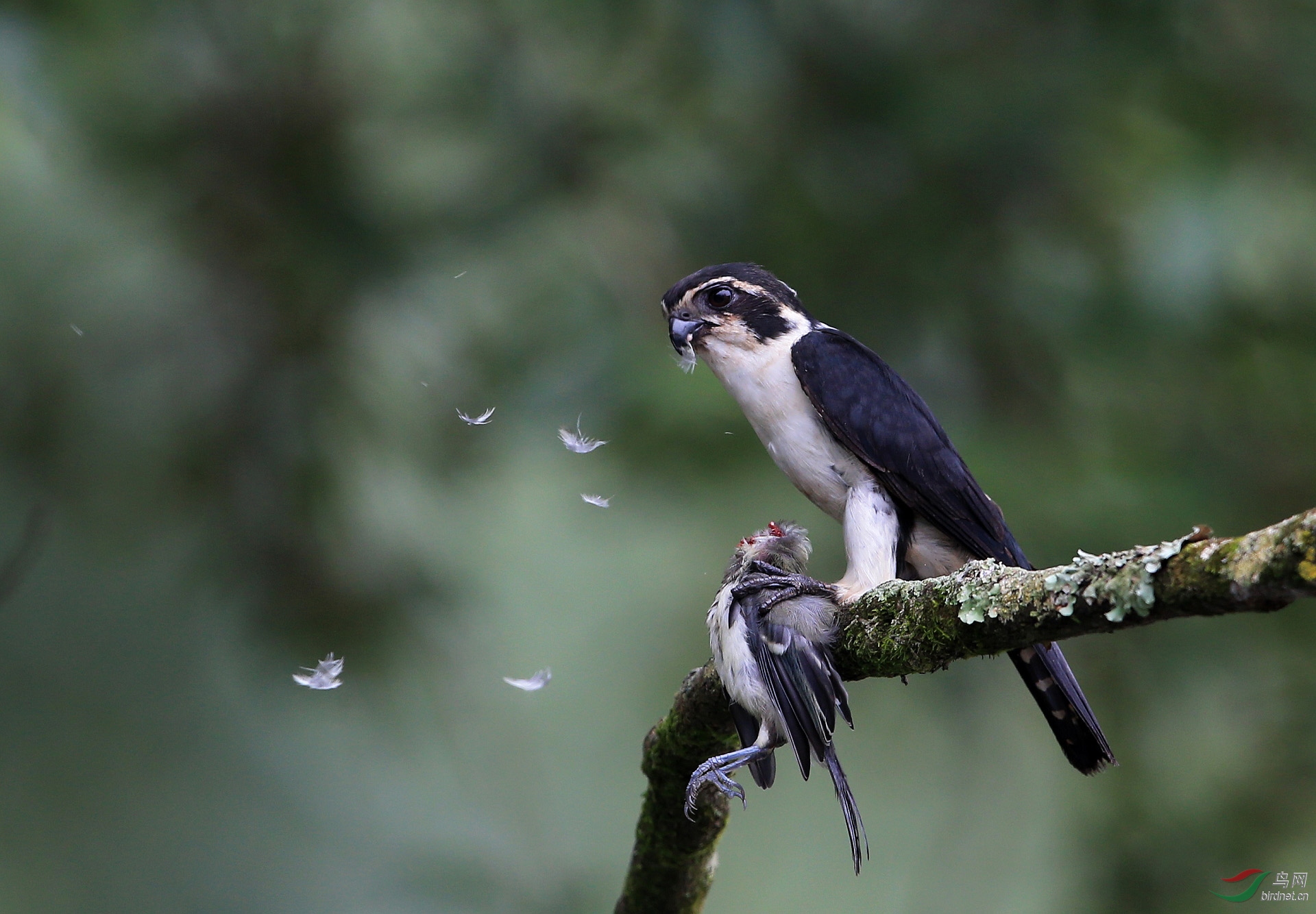 077.����С�� ����ǿʳ-ò����è��������������ԭ��������.jpg