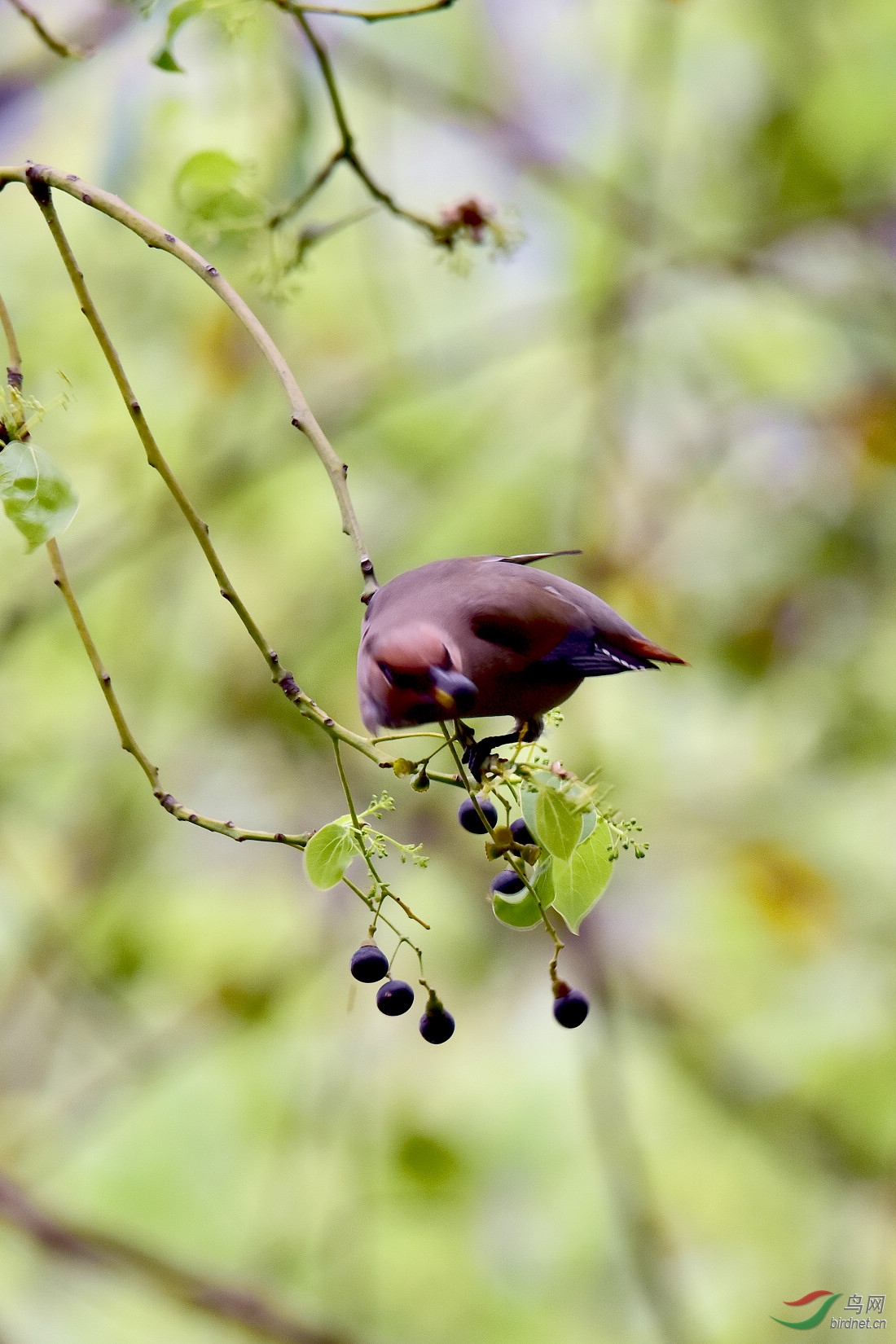 DSC_1063.JPG