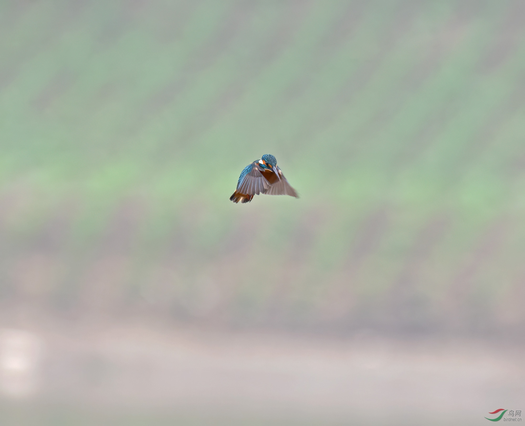 DSC_2736.jpg