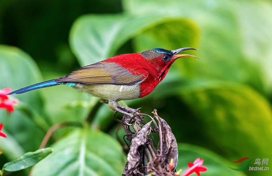 ����̫����