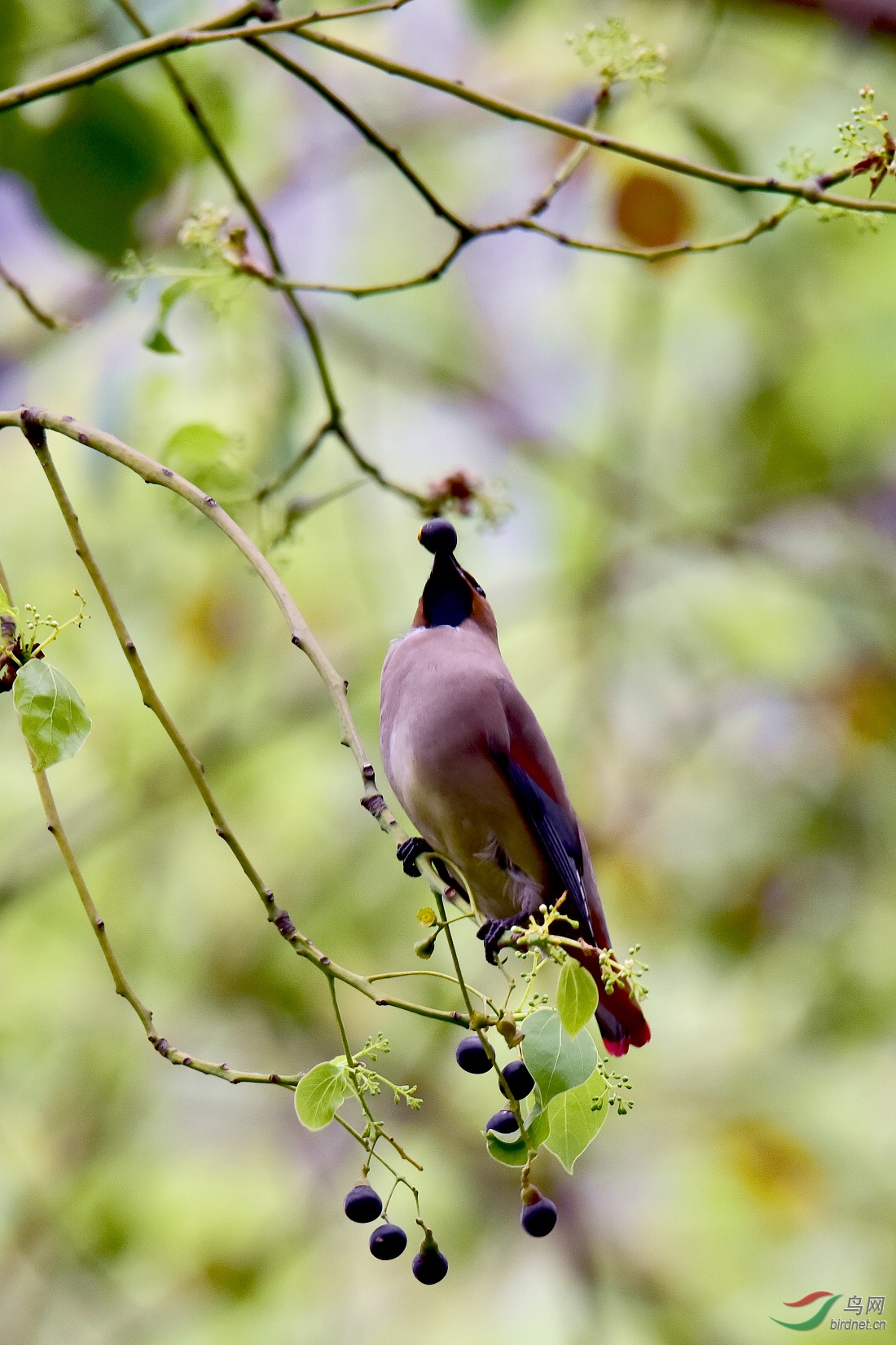DSC_1066.JPG