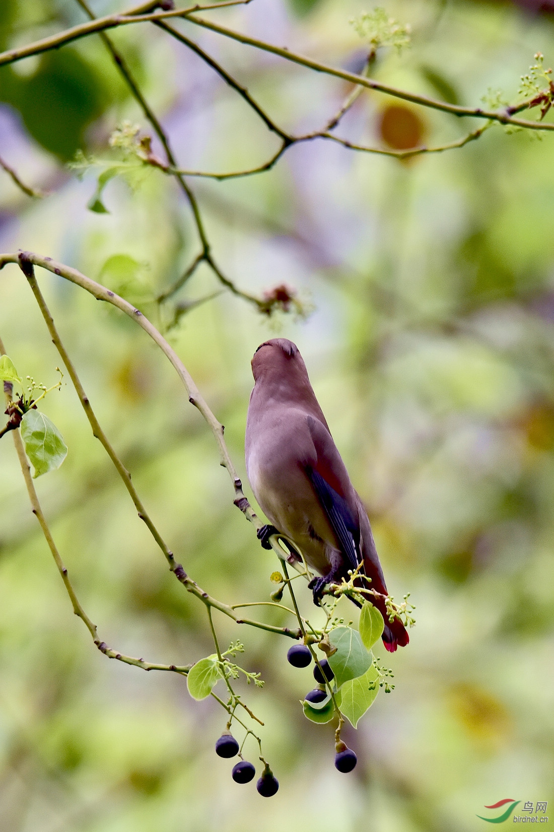 DSC_1074.JPG
