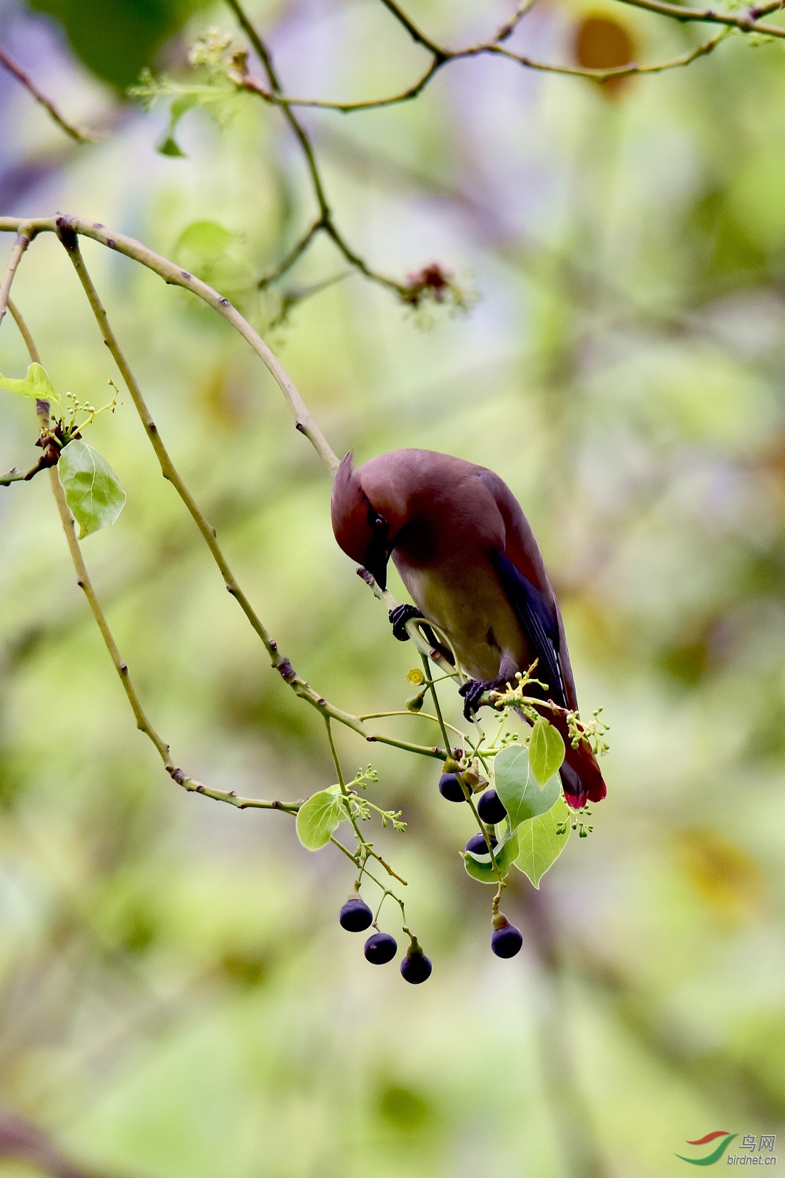 DSC_1079.JPG