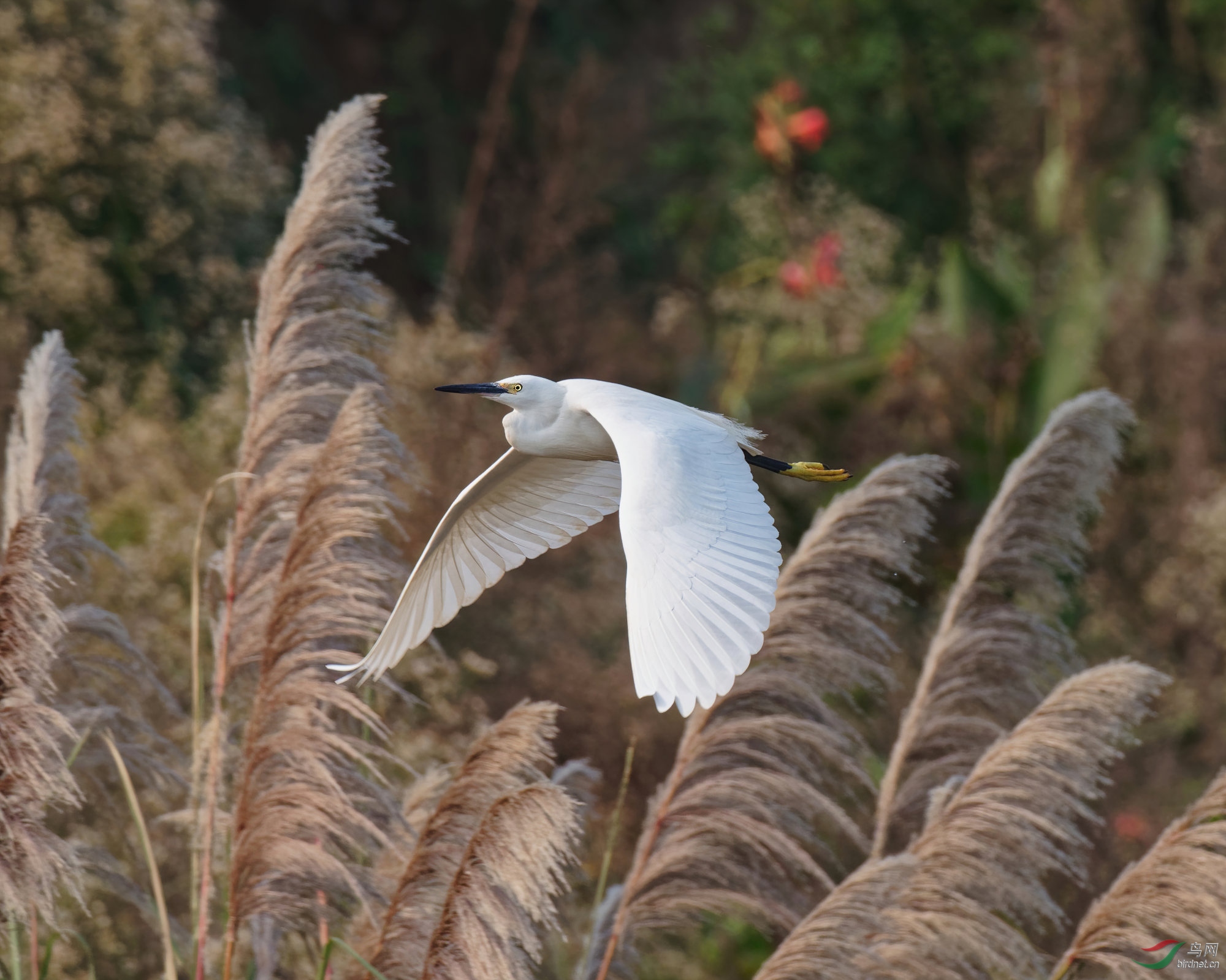 PB100081_DxO-sd2.jpg