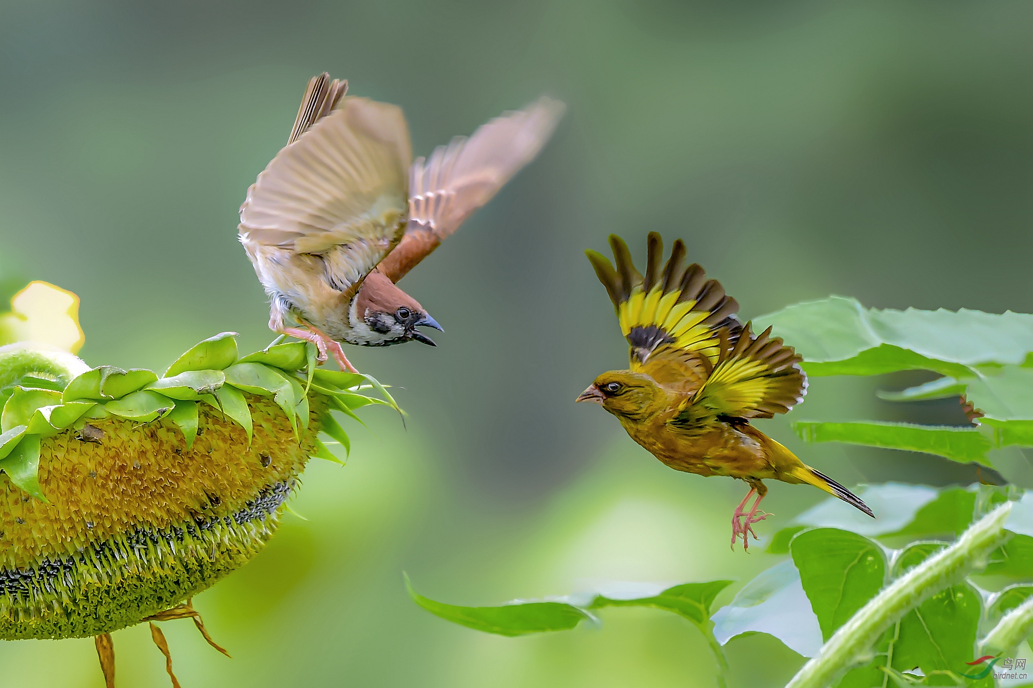 DSC_3468 (3)_����_����.jpg