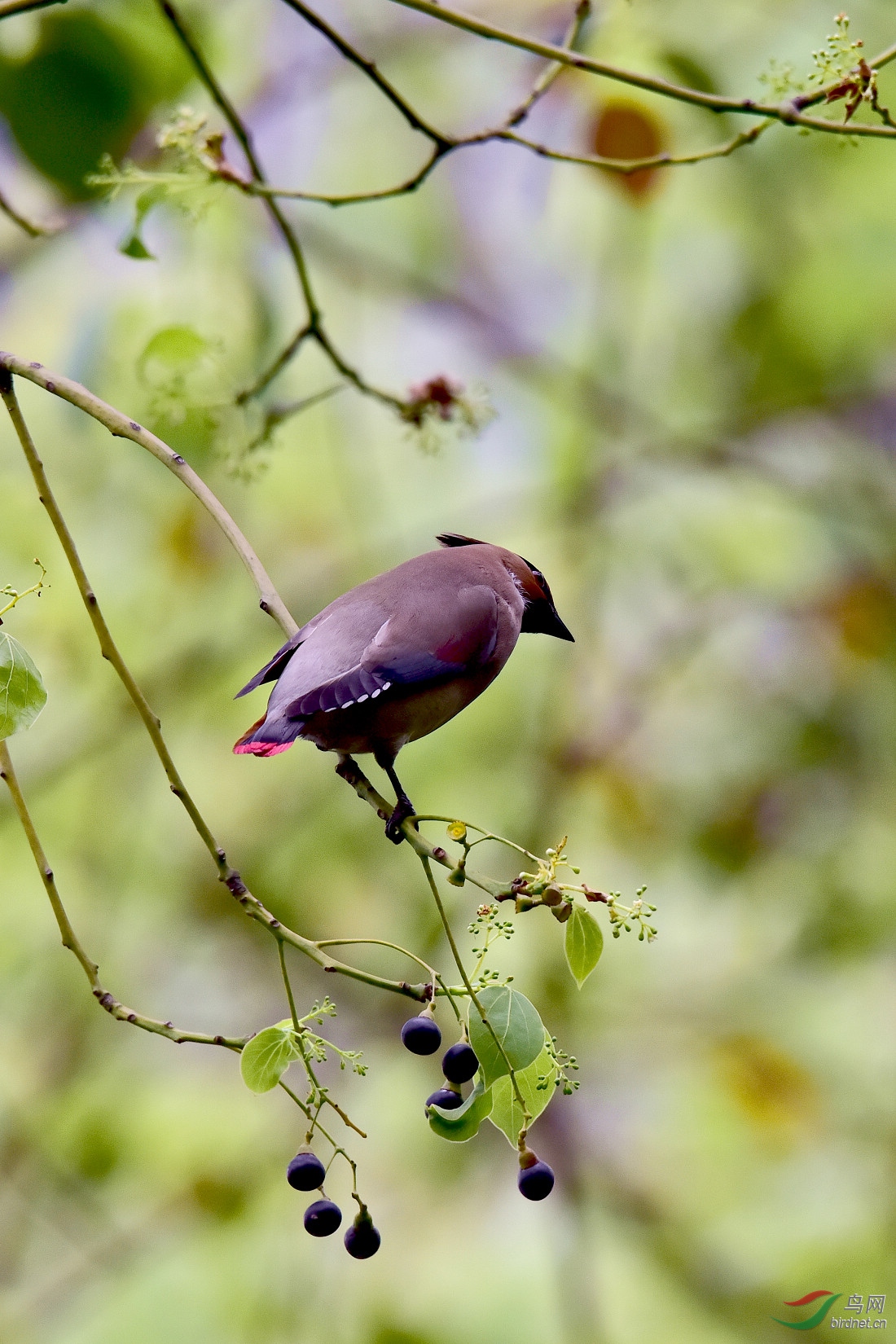 DSC_1086.JPG