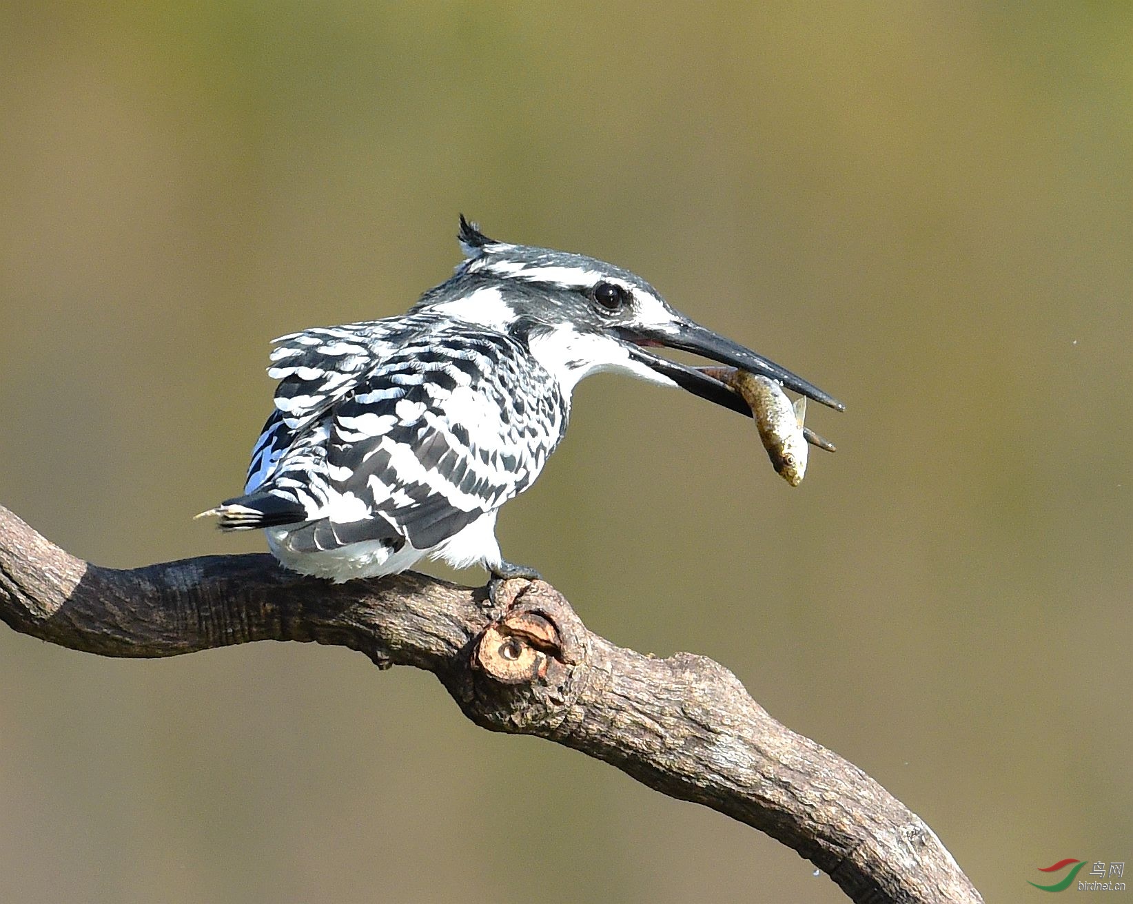DSC_2688.JPG