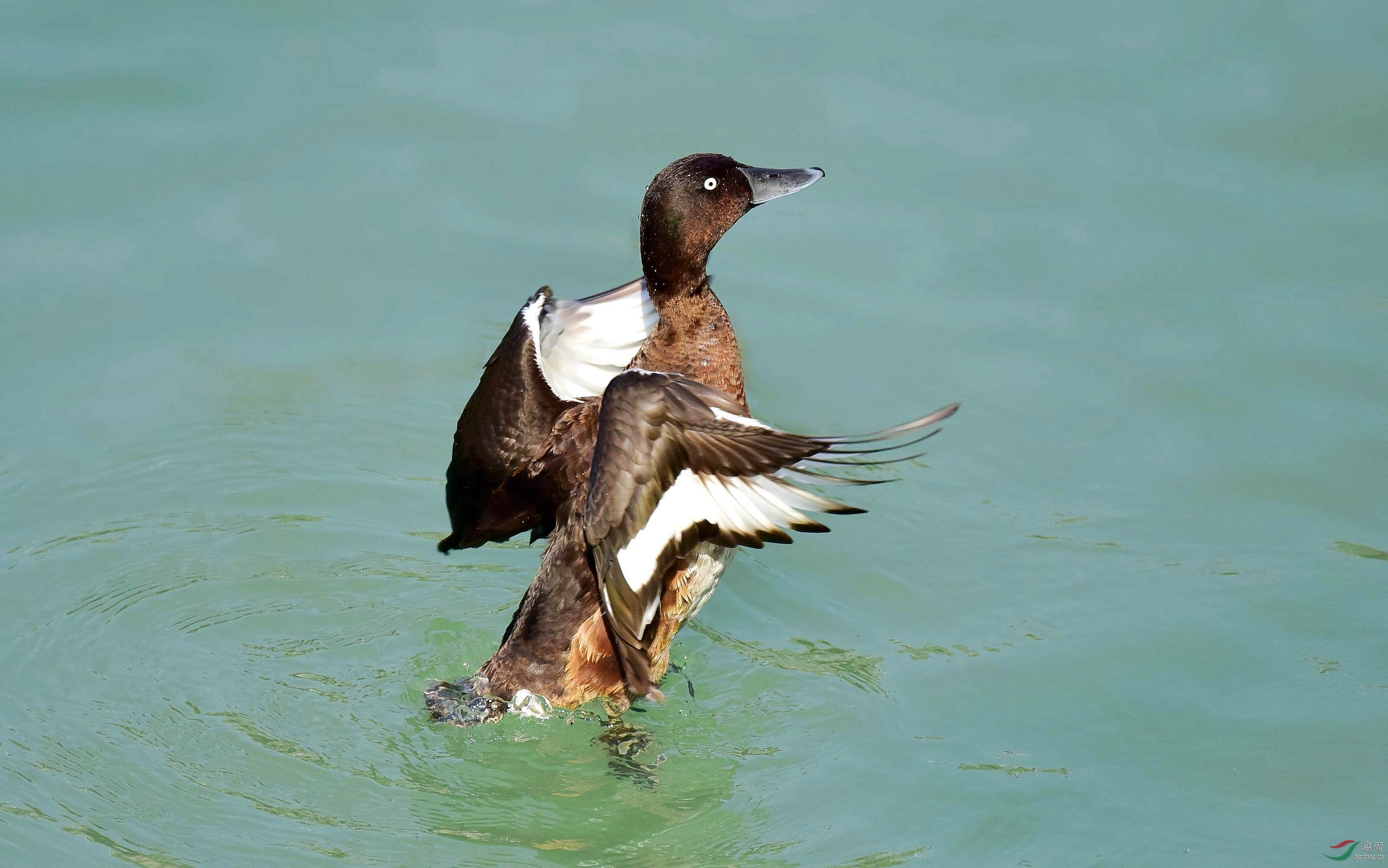 DSC_1965_conew5.jpg