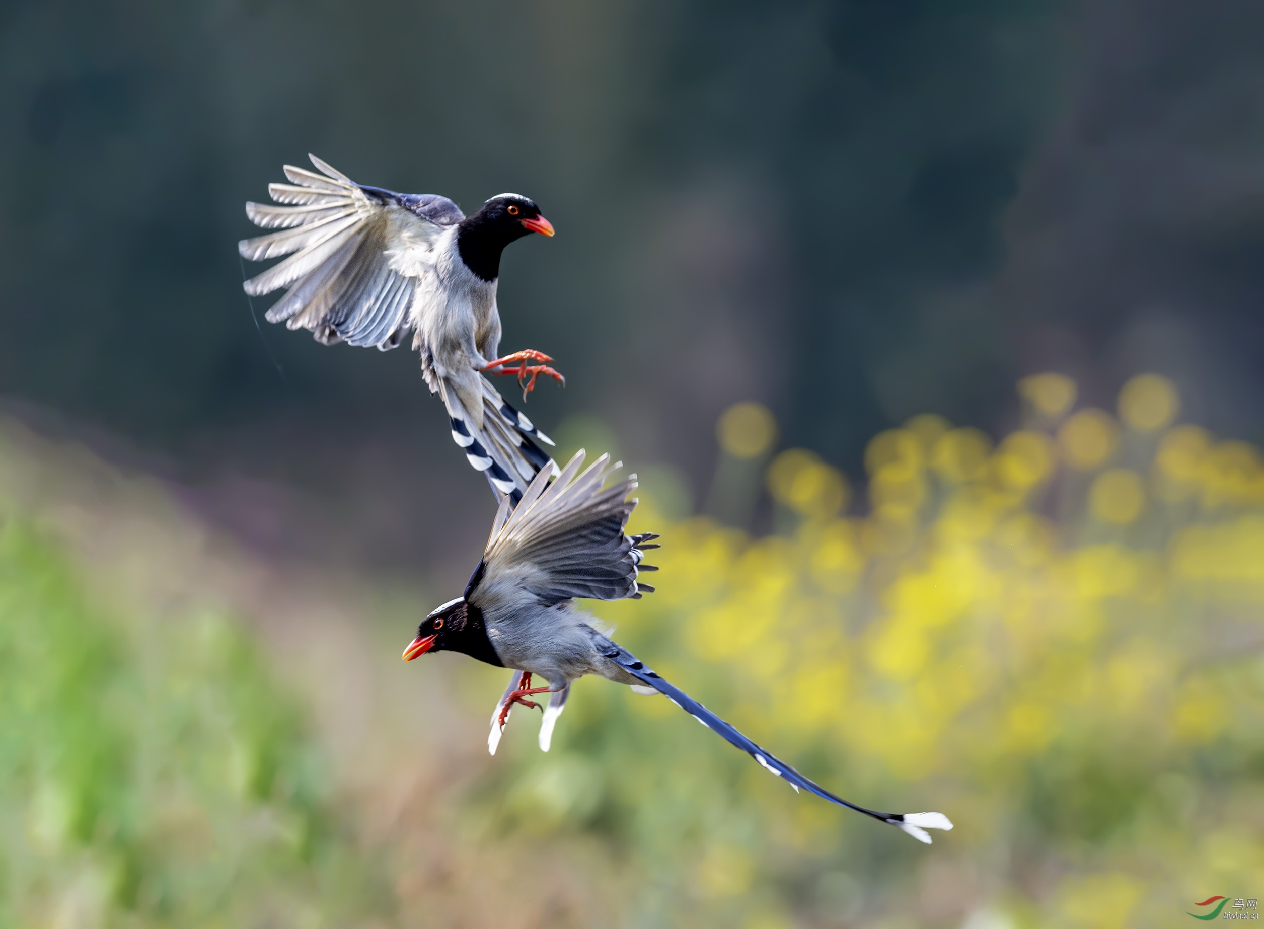 DSC_7375add.jpg