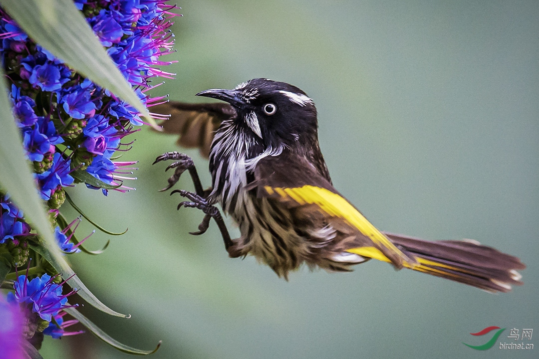 �����ڰ��ް������ء�