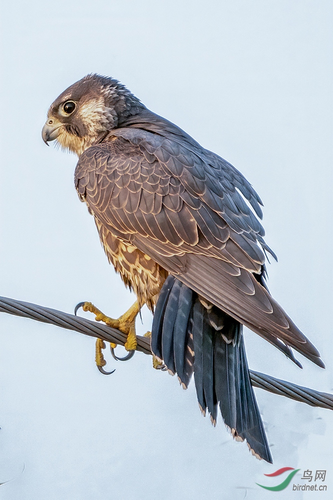 DSC01212.jpg