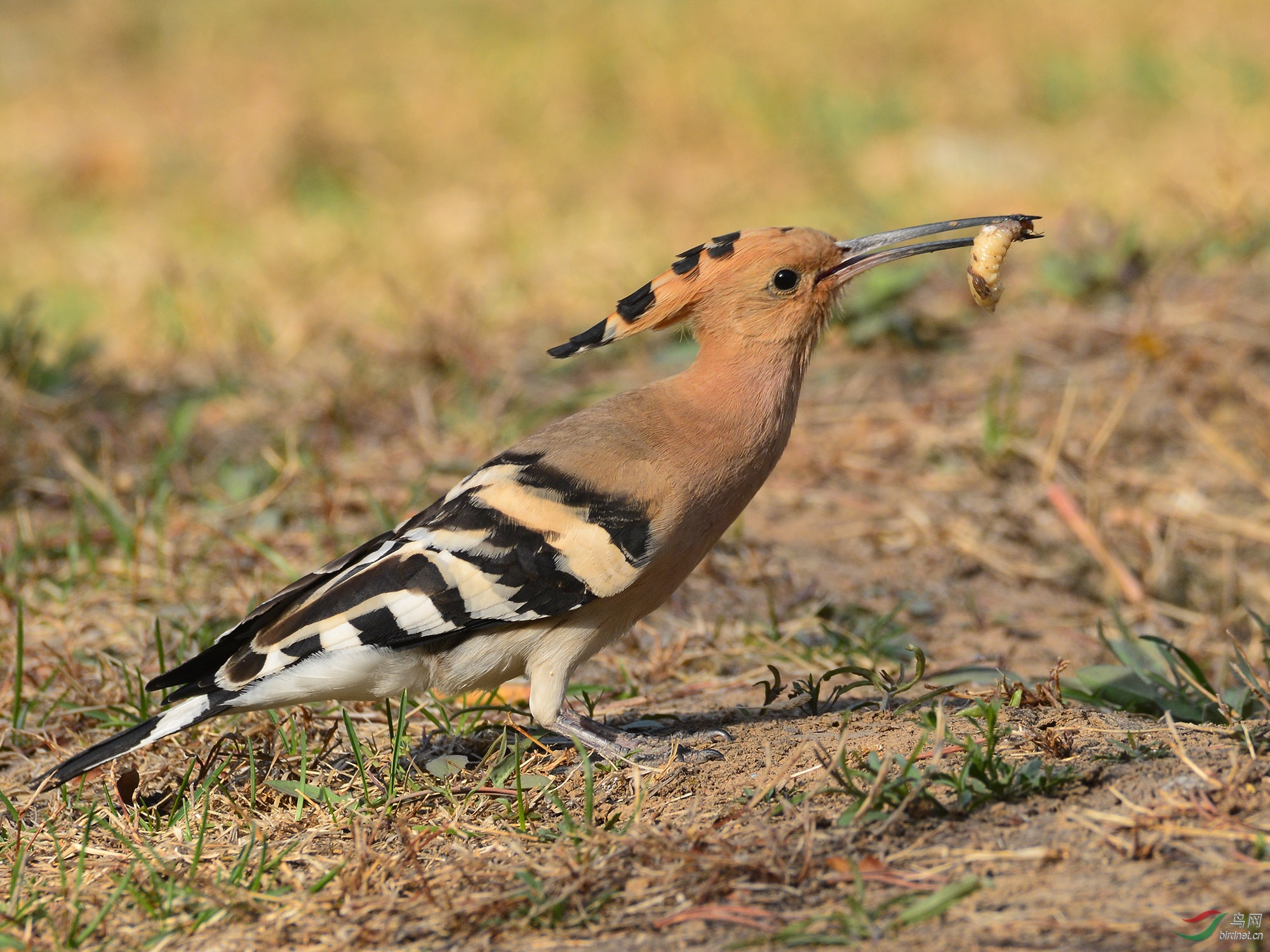 ������Ӱ 865����.jpg