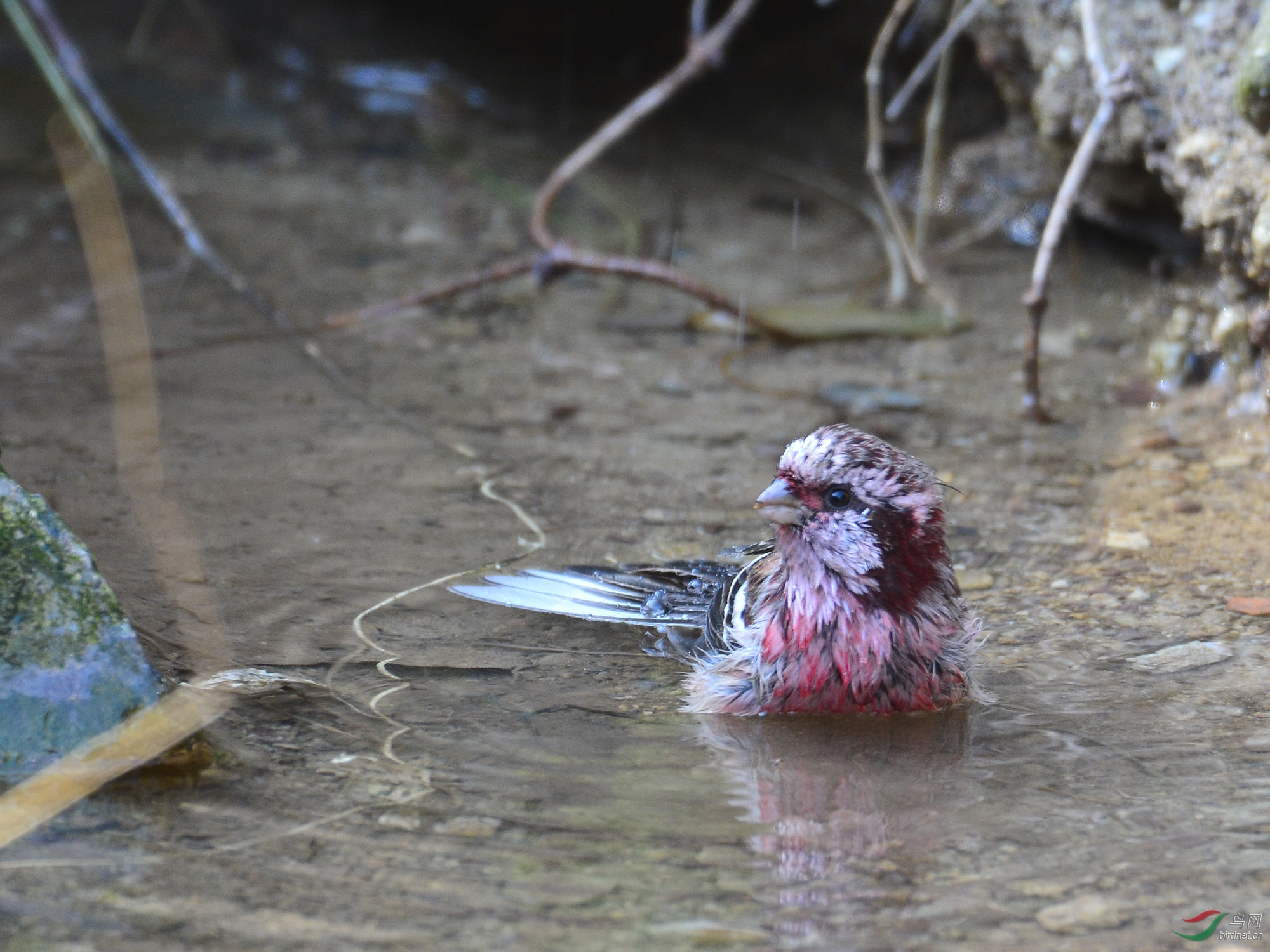 ������Ӱ 947����.jpg