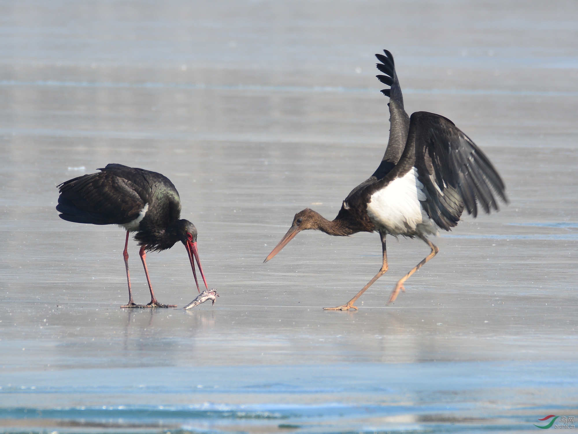 ������Ӱ 1950����.jpg