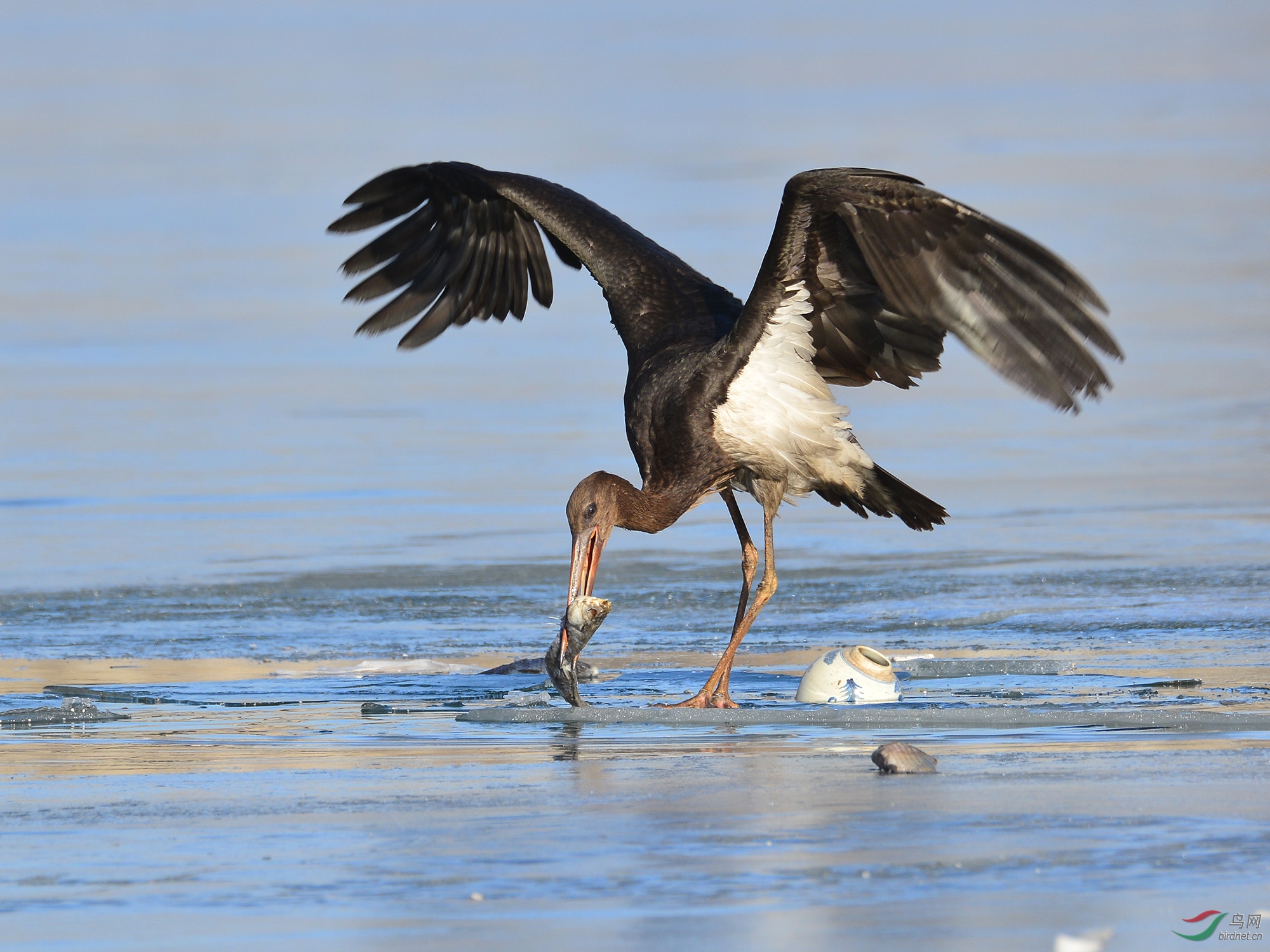 ������Ӱ 3732����.jpg