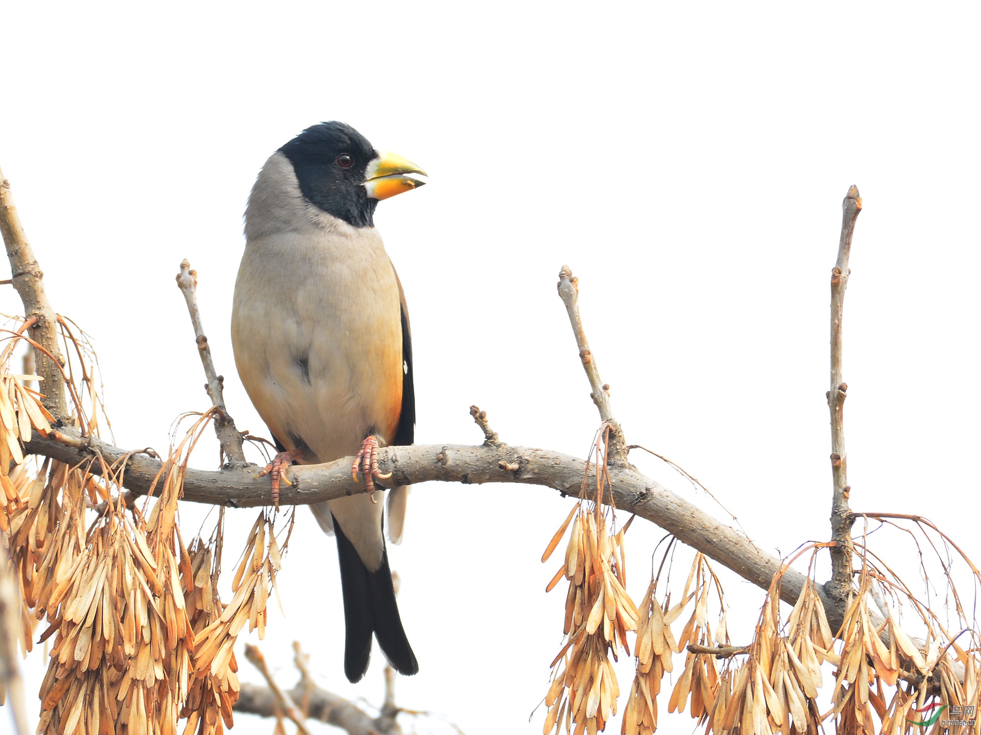 ������Ӱ 054����.jpg