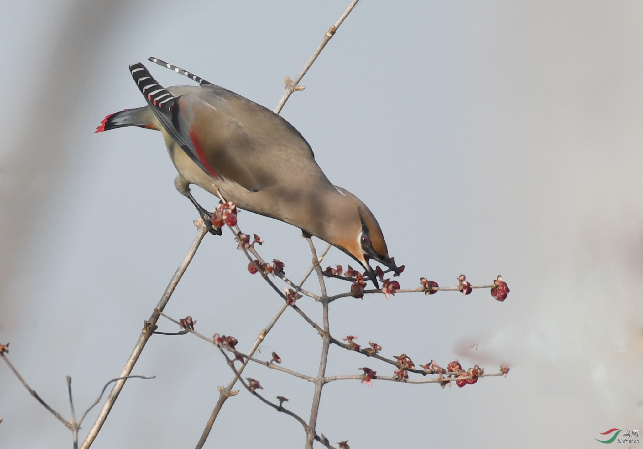 ������Ӱ 1559����.jpg