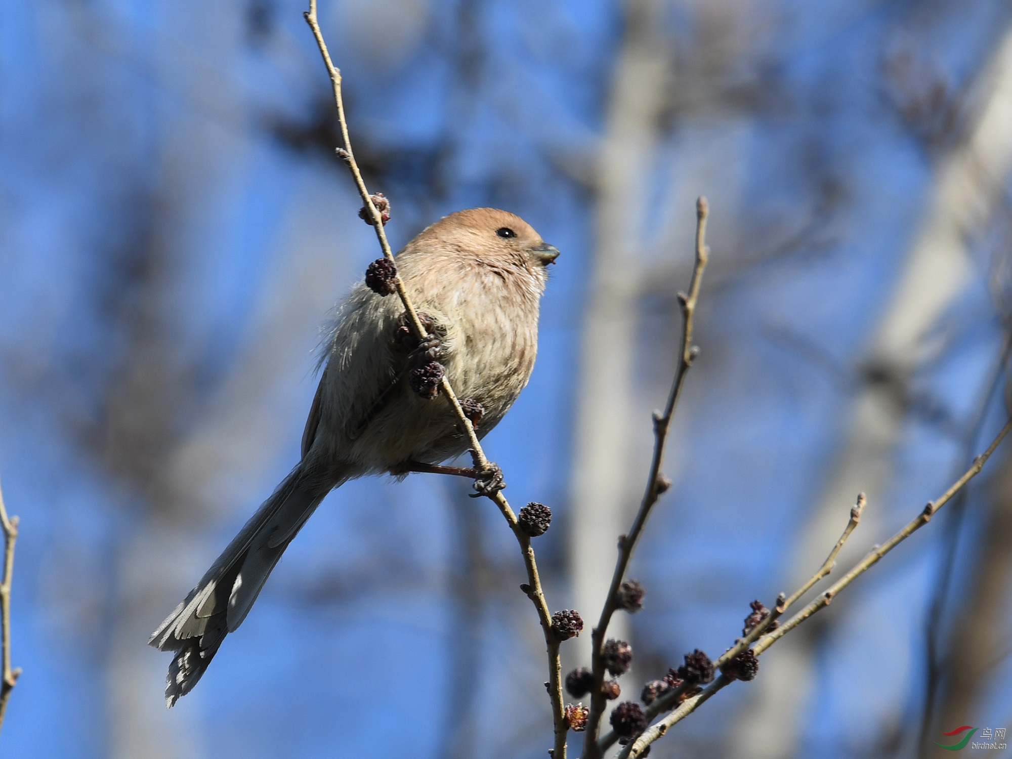 ������Ӱ 126����.jpg