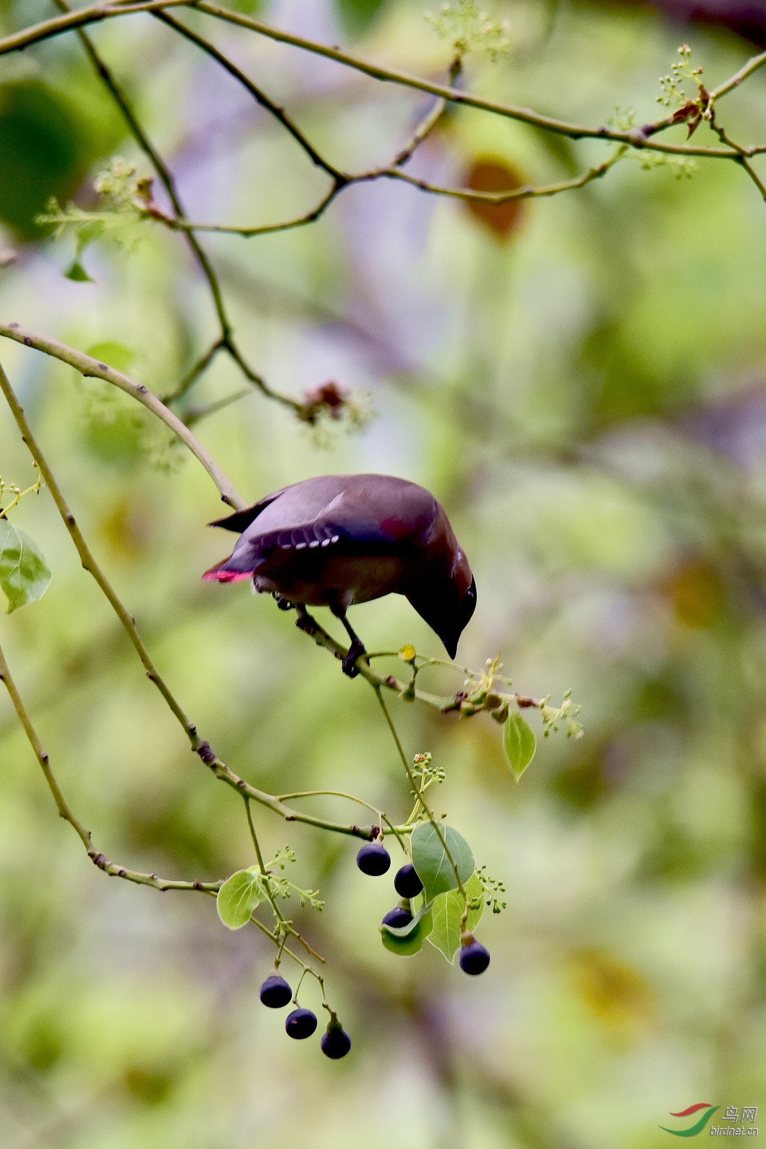 DSC_1087.JPG
