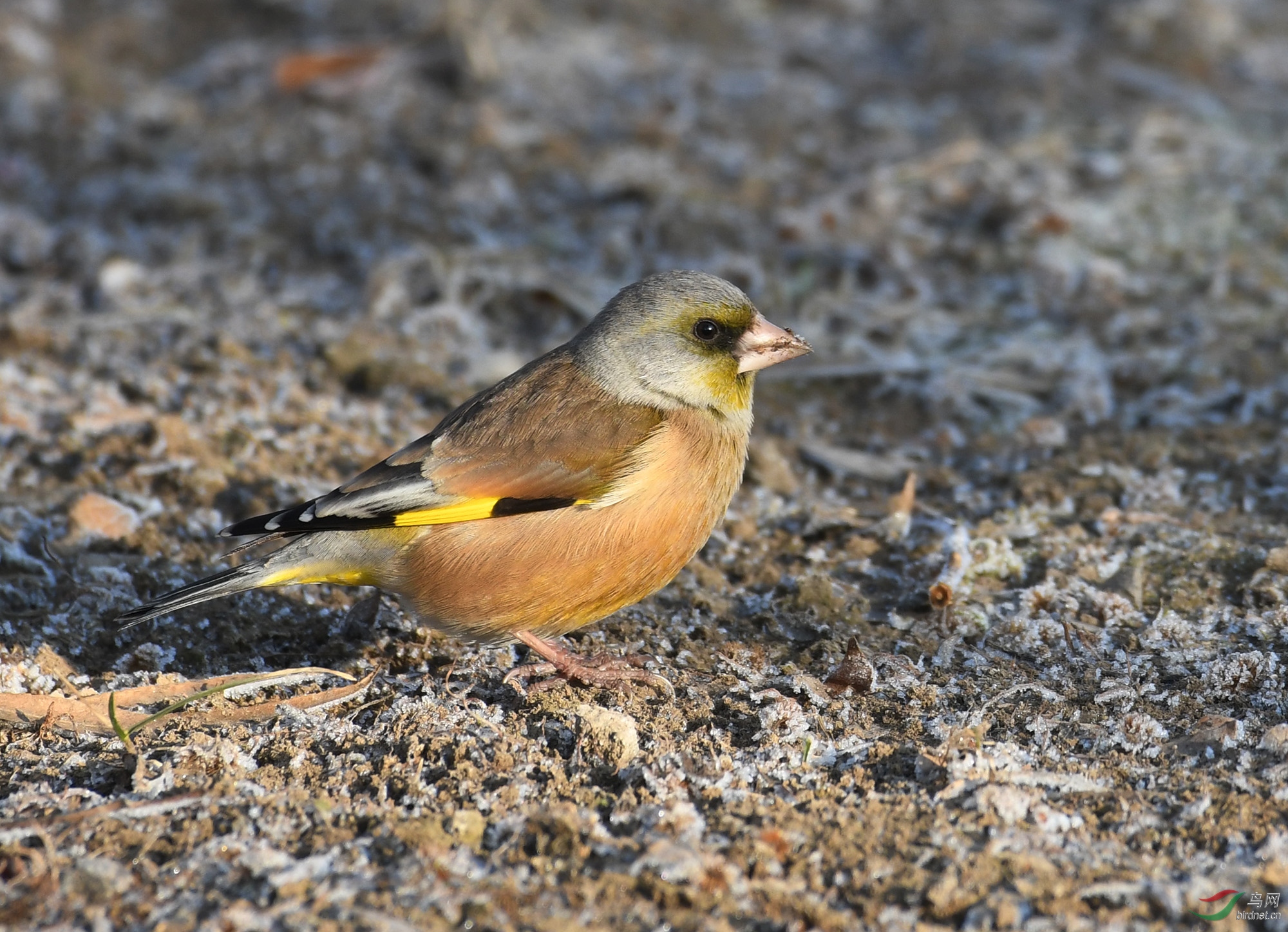 ������Ӱ 1003����.jpg