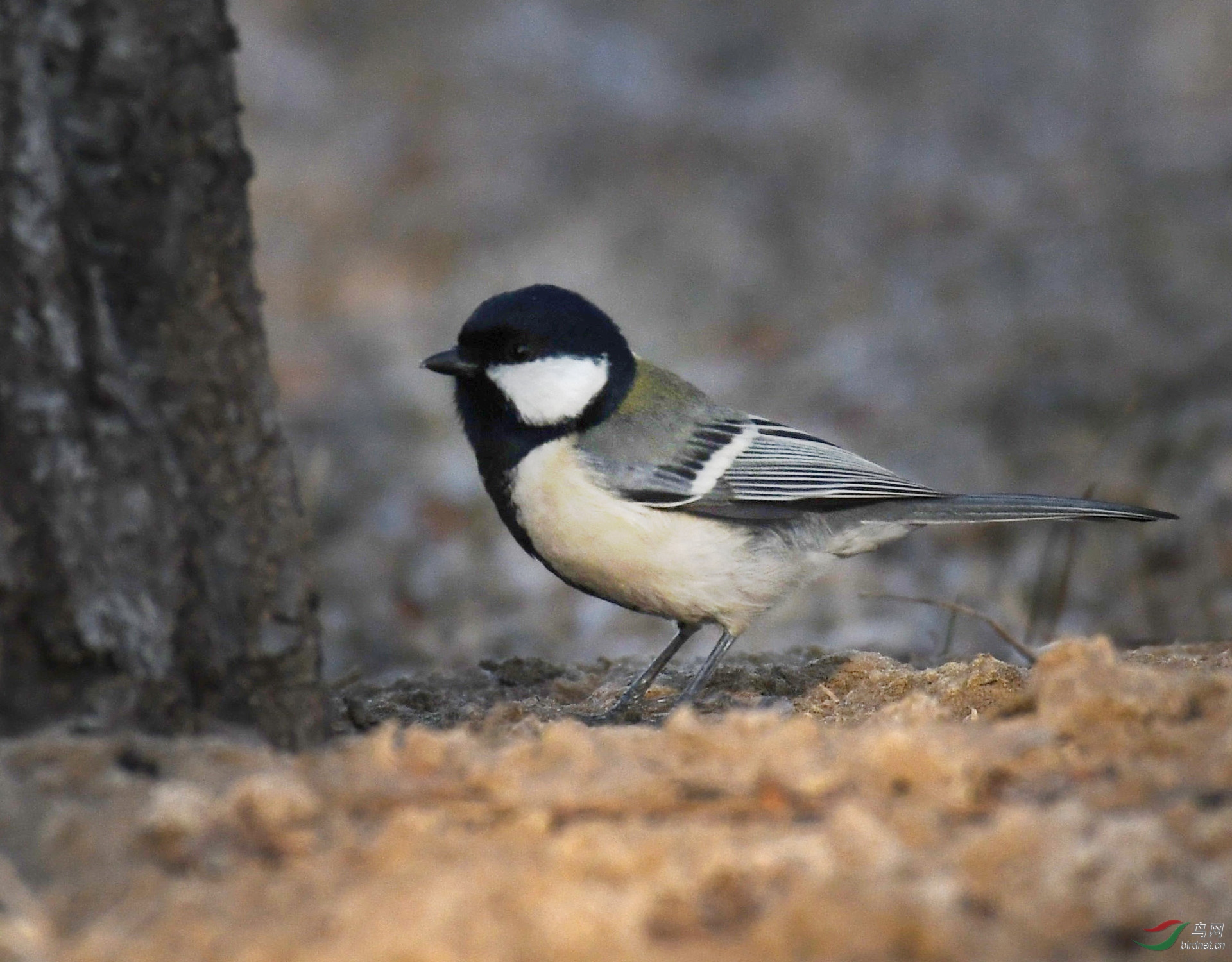 ������Ӱ 1069����.jpg