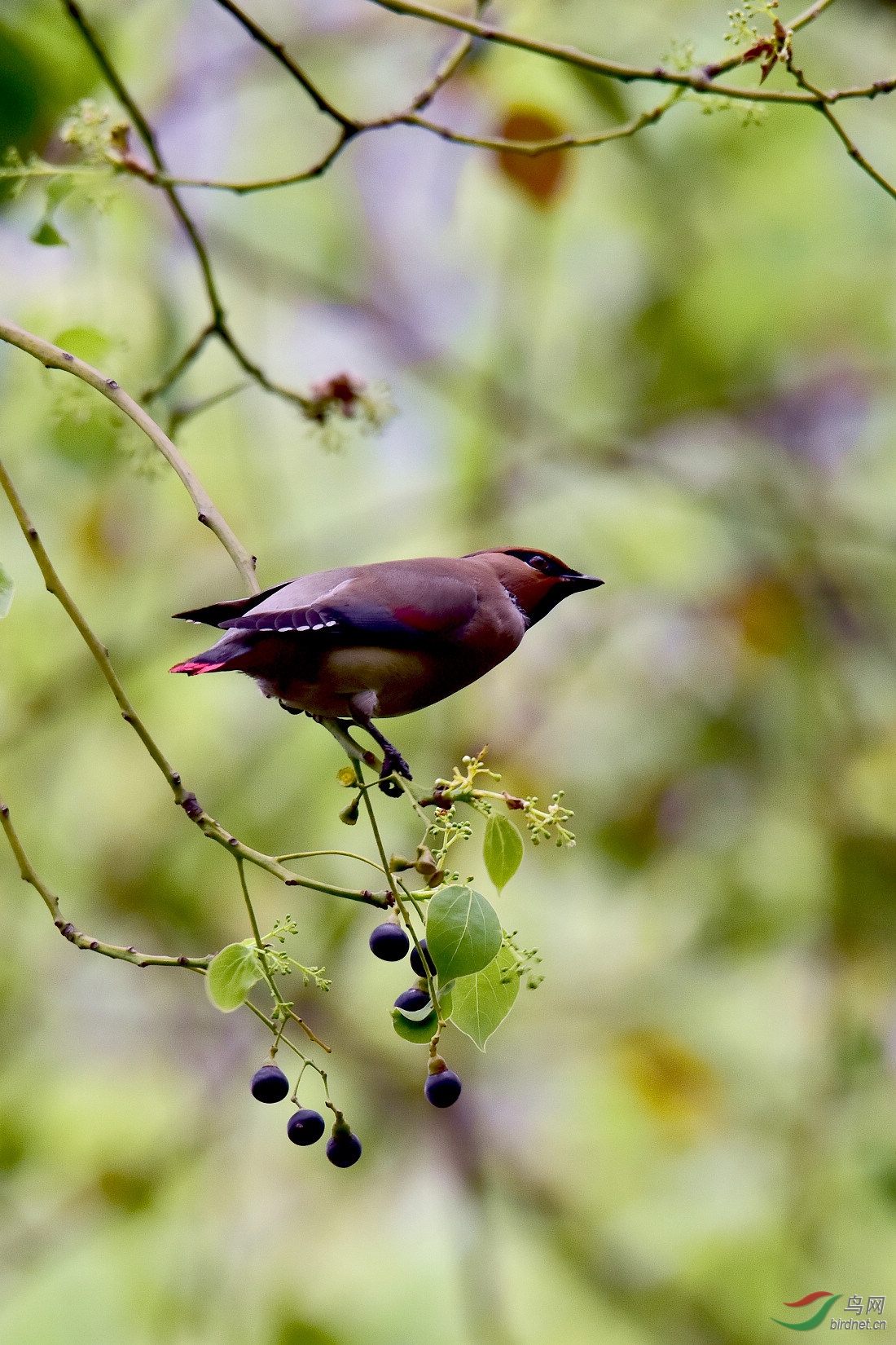 DSC_1090.JPG