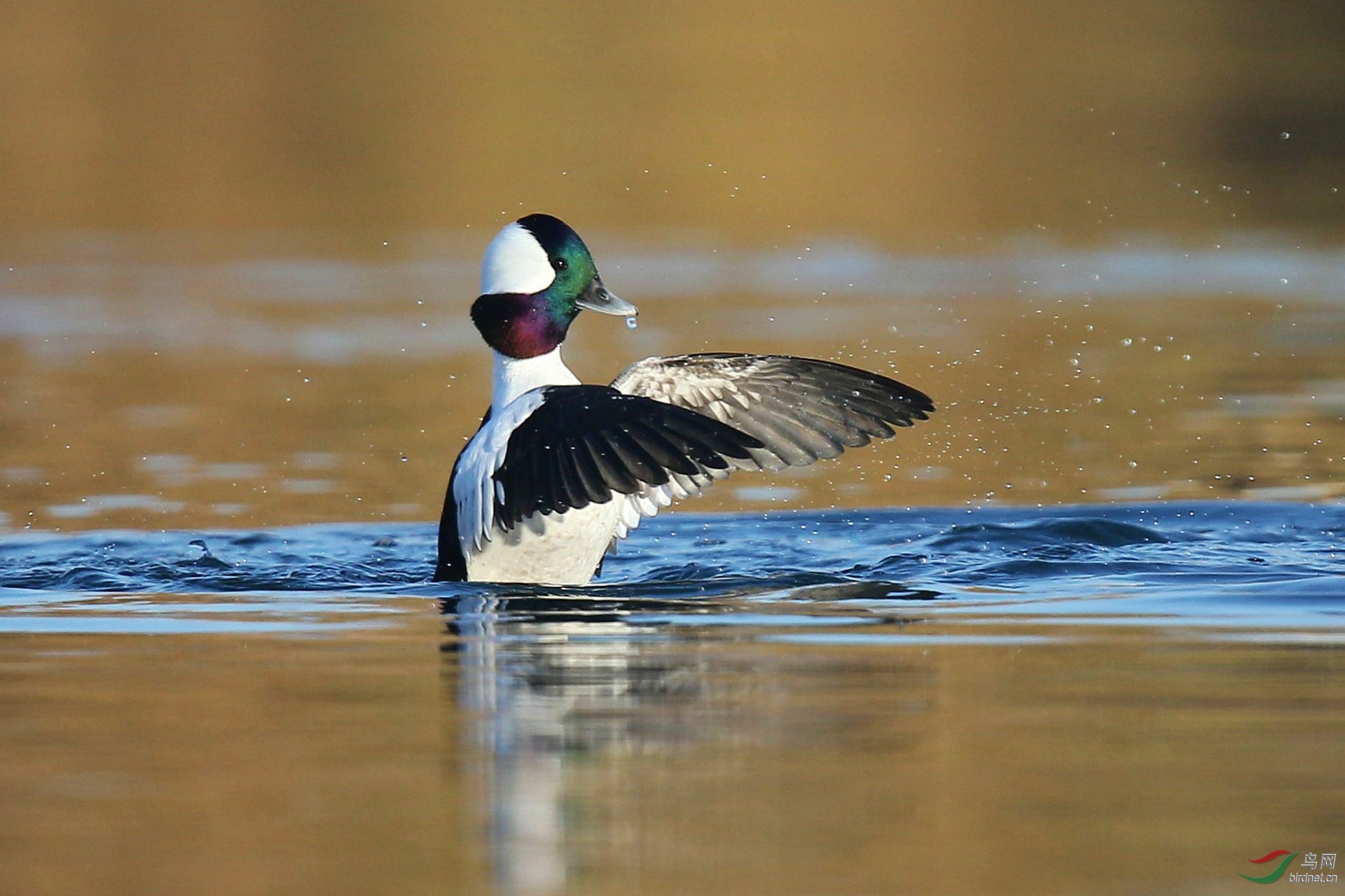[水鸟] 【白枕鹊鸭---踏浪】(贺获图文精华)