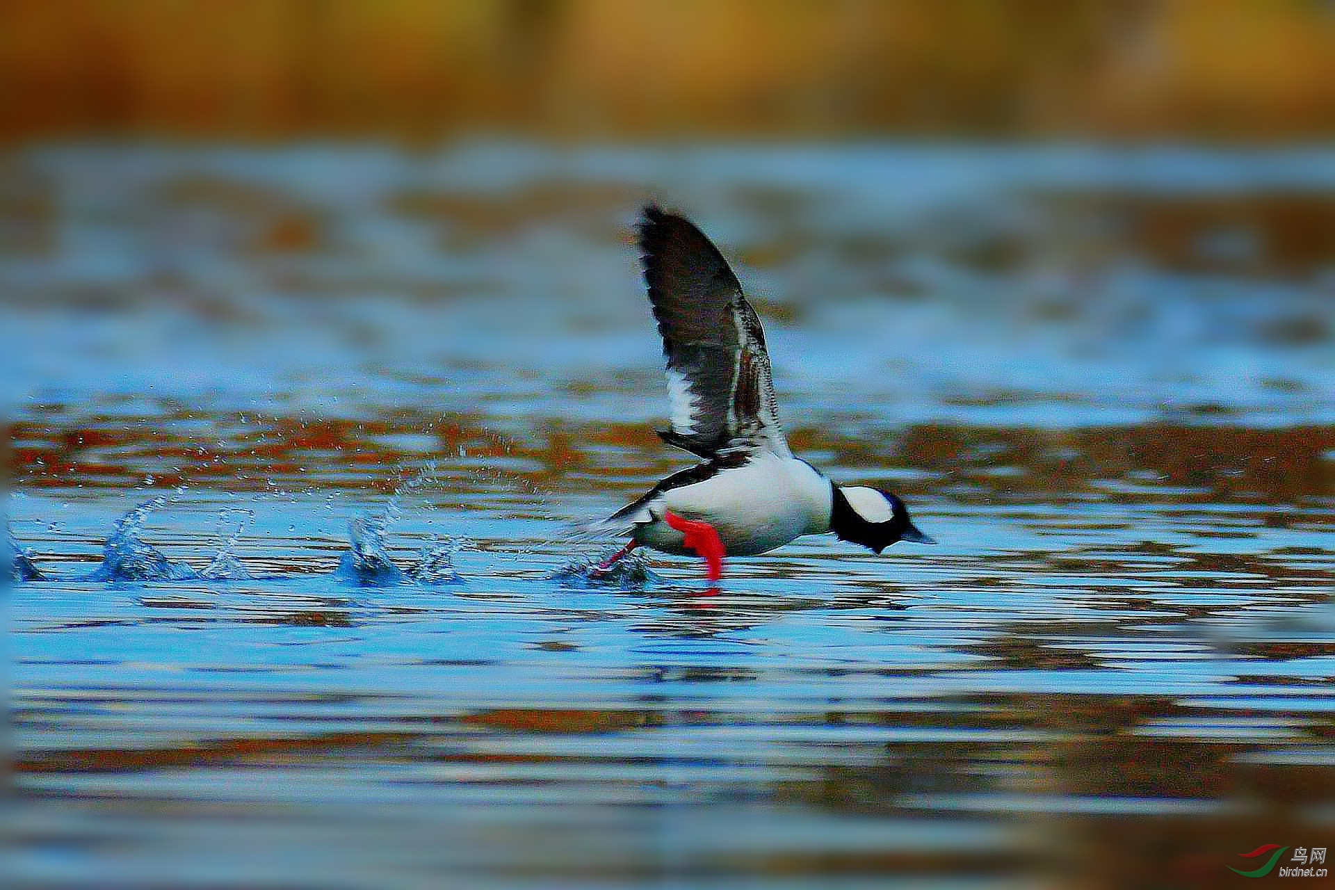 DSC_7410_副本.jpg