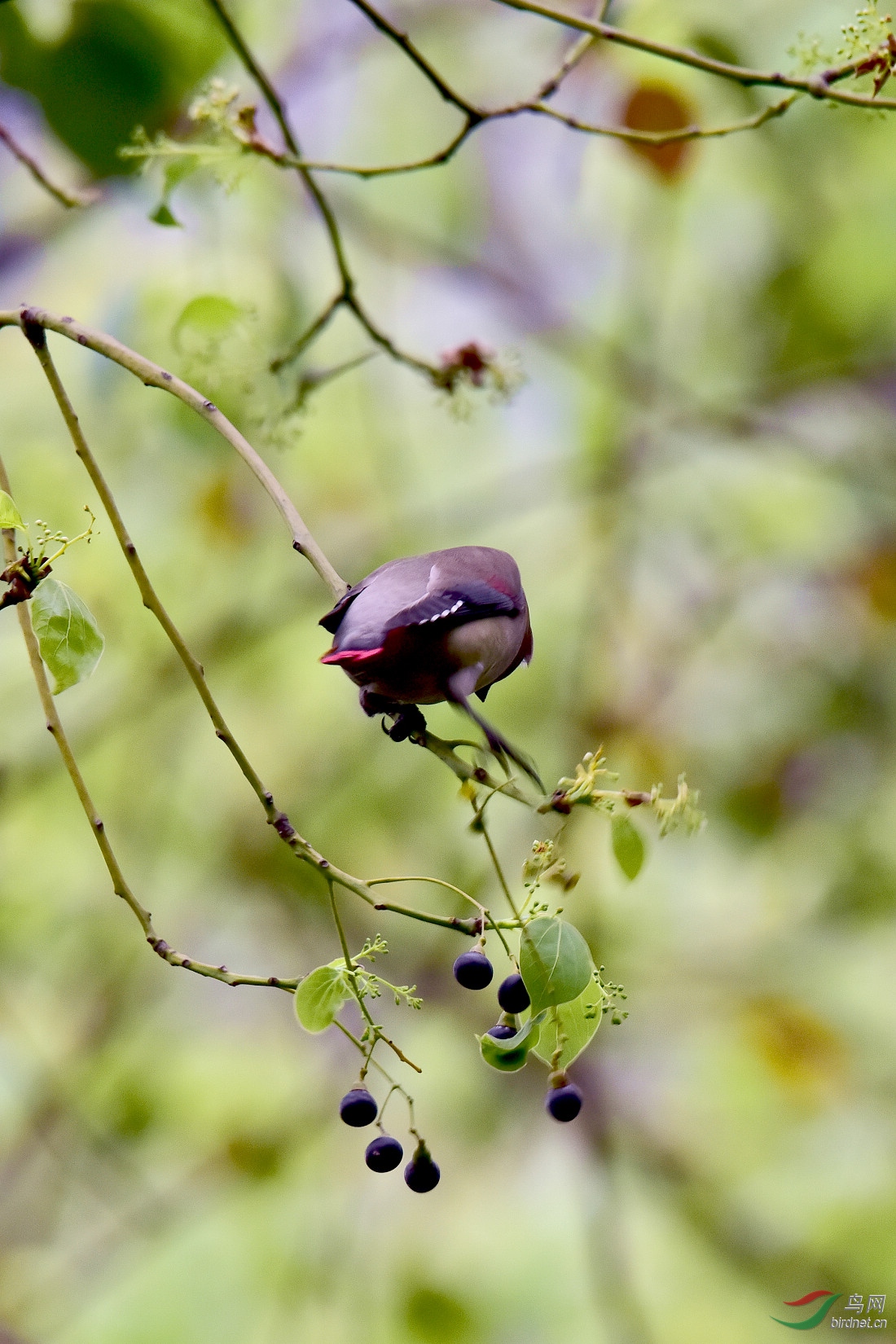 DSC_1092.JPG