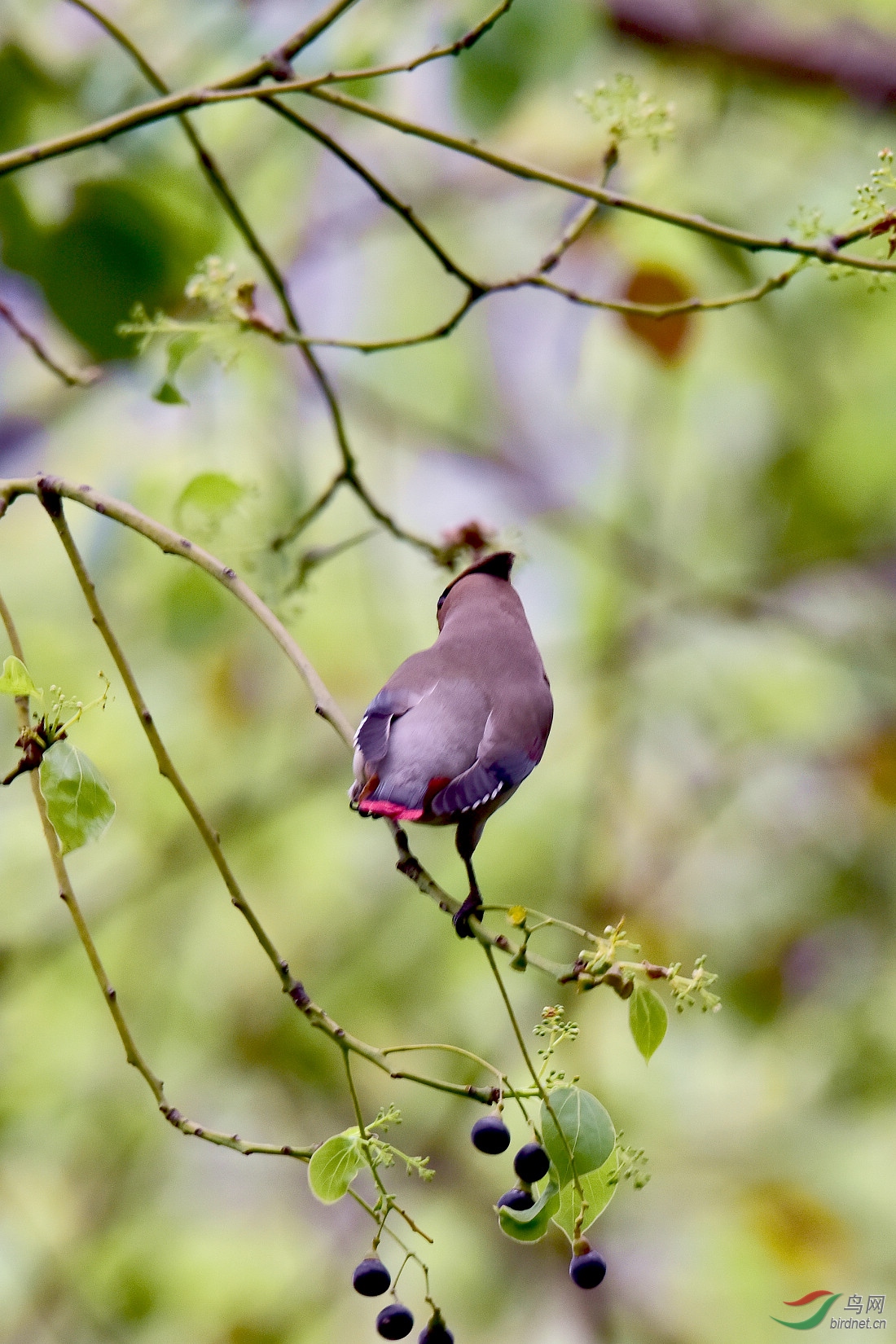 DSC_1093.JPG