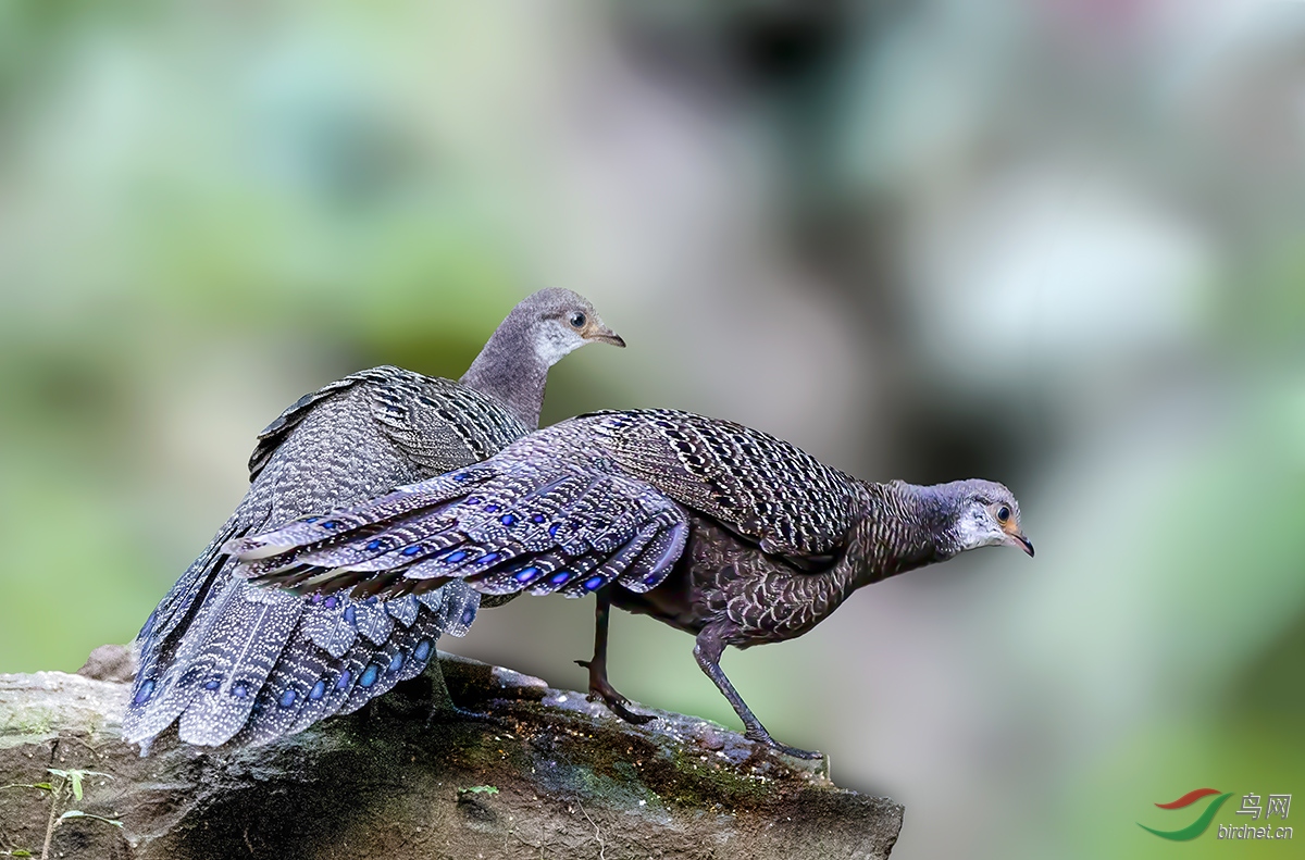 �ҿ�ȸ���� .jpg