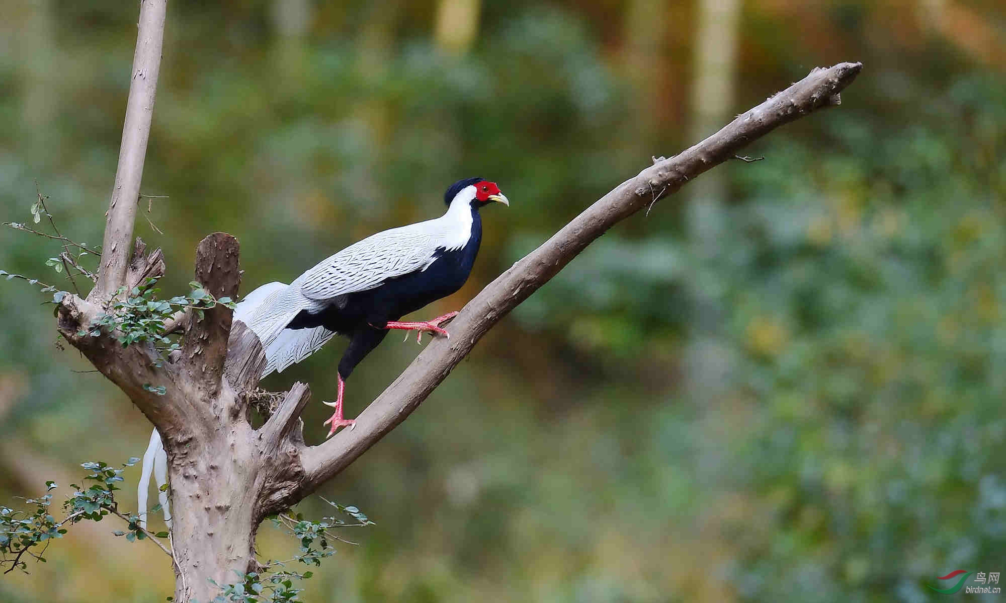 早起的白鹇来上树