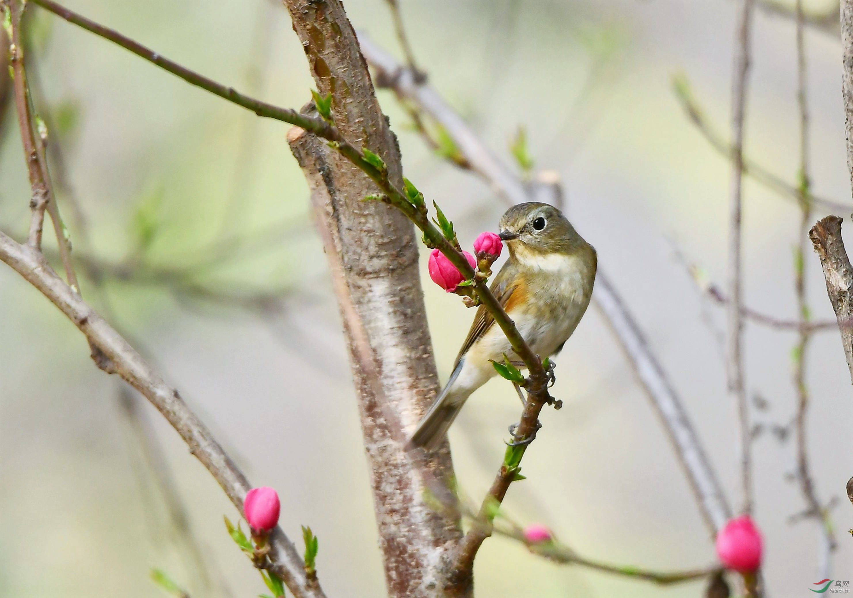 �������� ��в��β�  (4).JPG