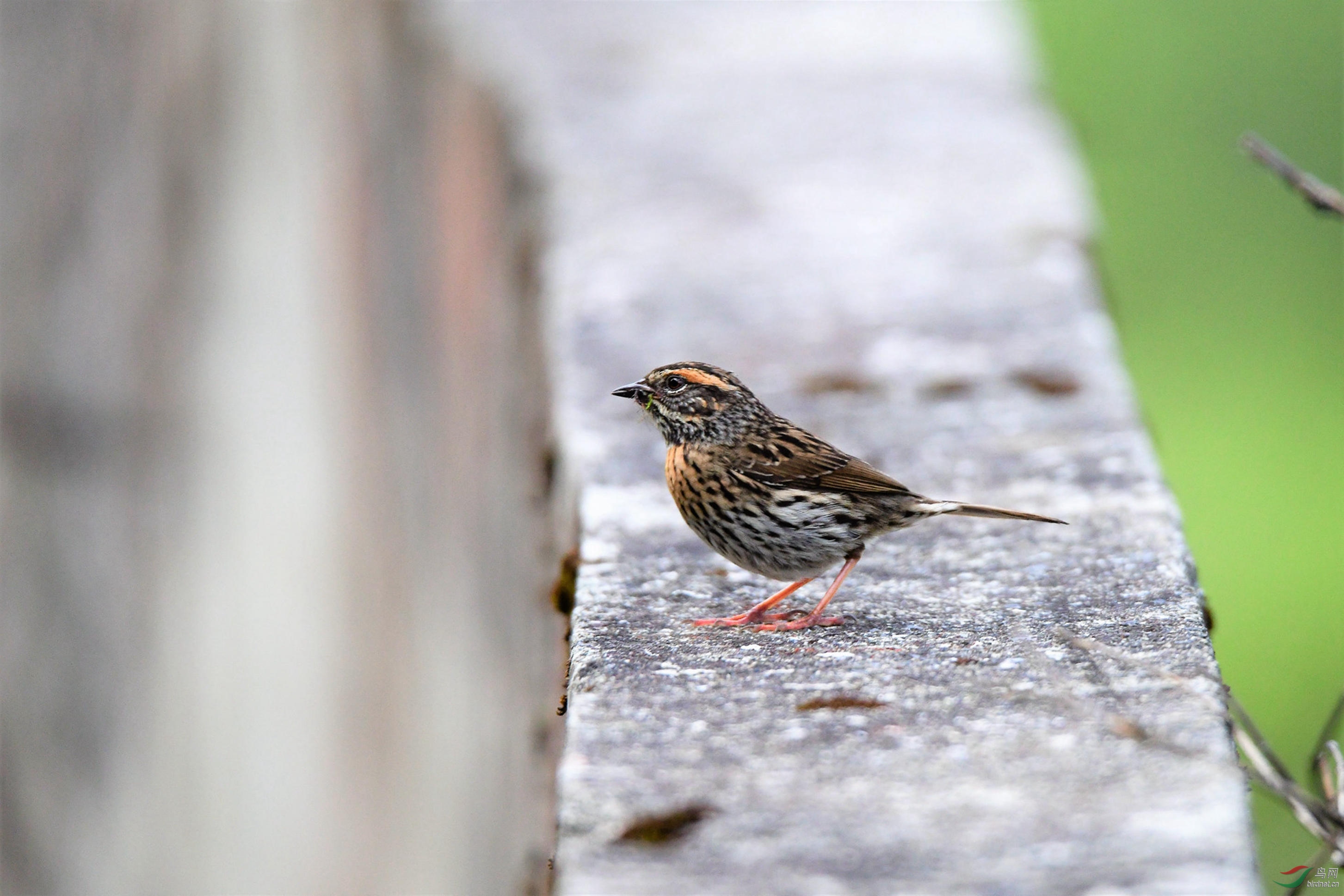 ������������ �����ڰ���ɽ.JPG