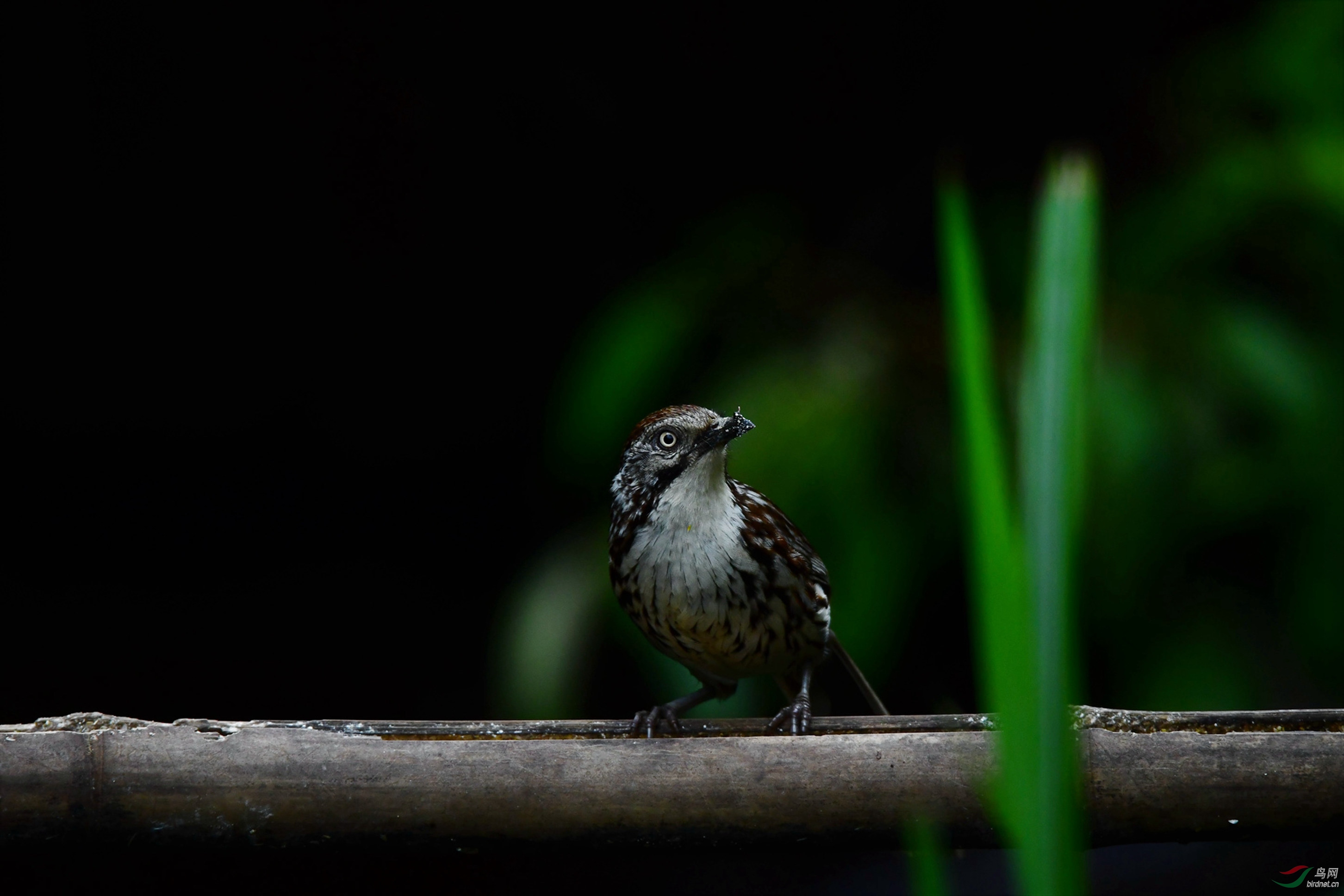 ����ì�Ʋ��� �������������ˮ.JPG