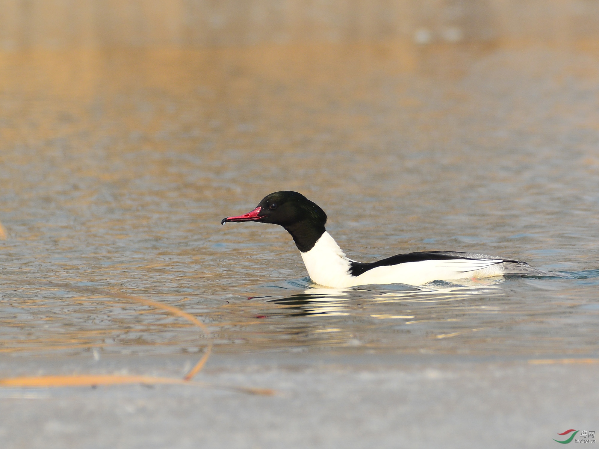 ������Ӱ 592����.jpg