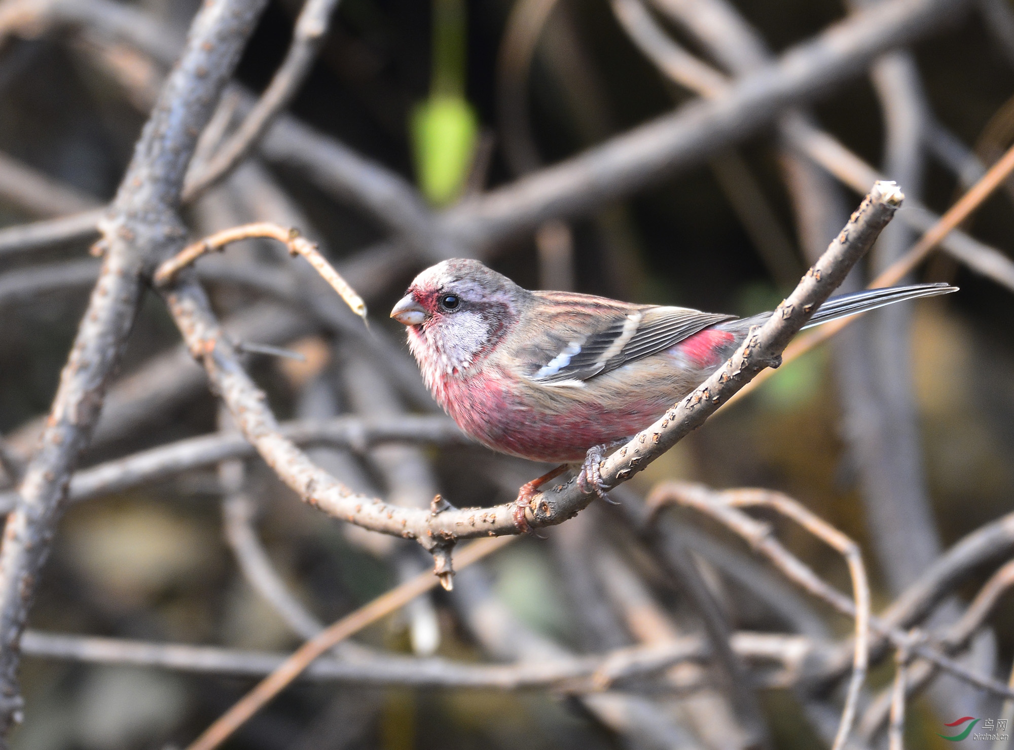 ������Ӱ 575����.jpg