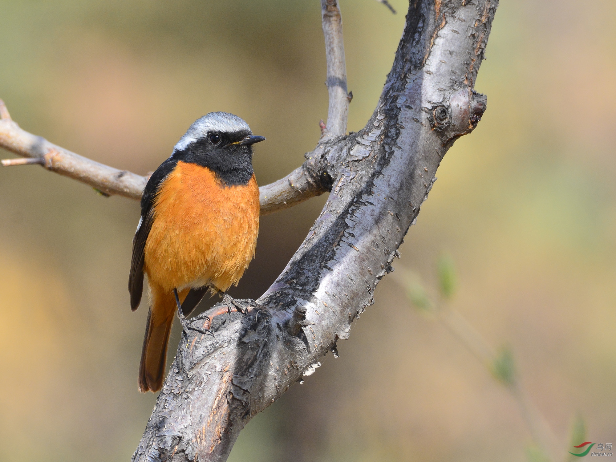 ������Ӱ 691����.jpg