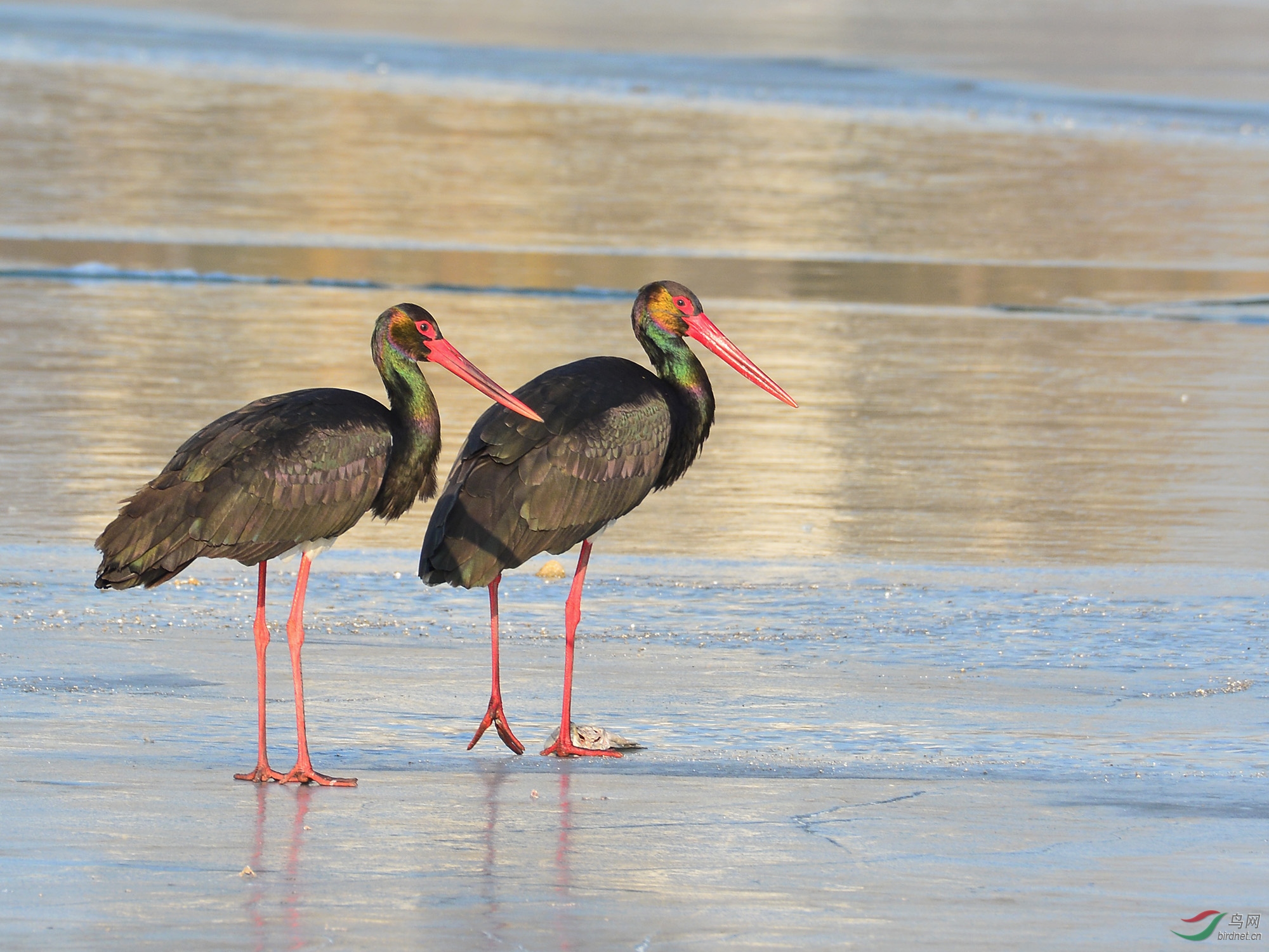 ������Ӱ 3060����.jpg