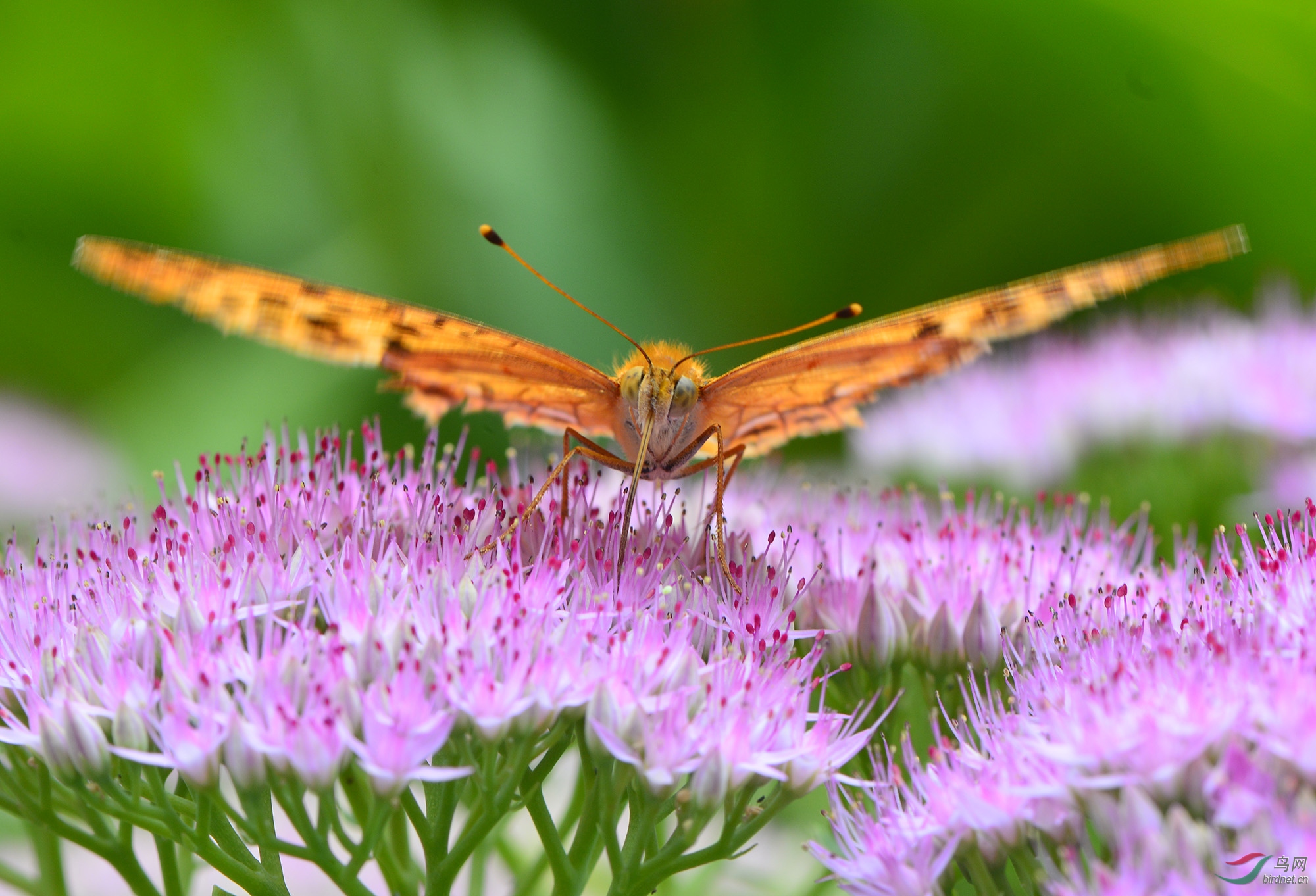 ������Ӱ 311����.jpg