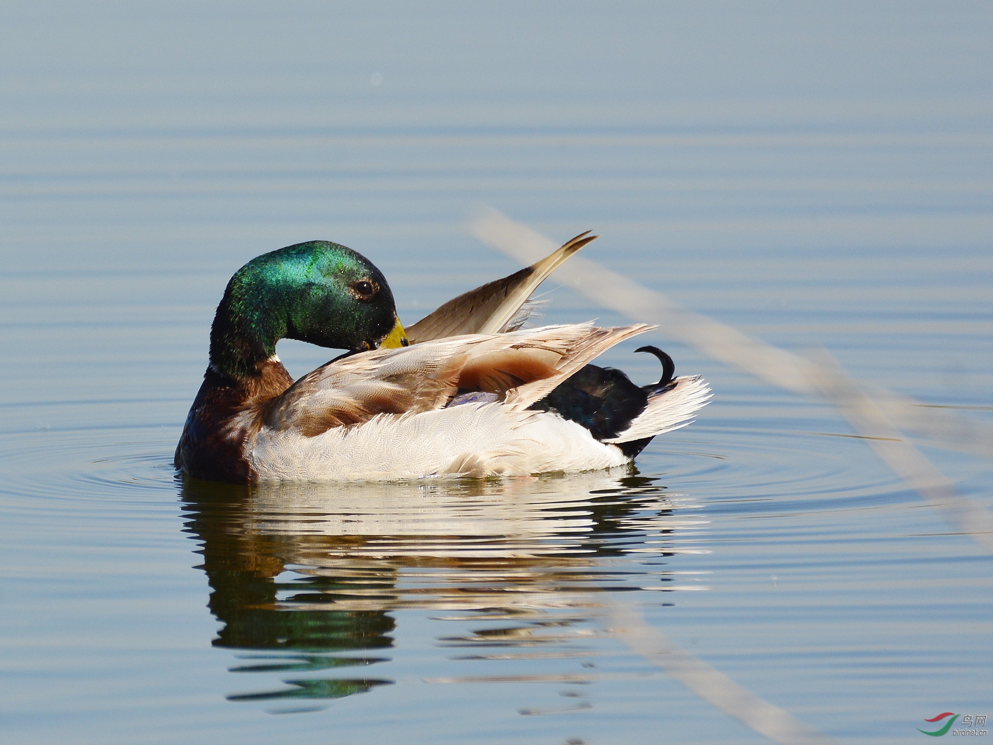 ������Ӱ 2660����.jpg