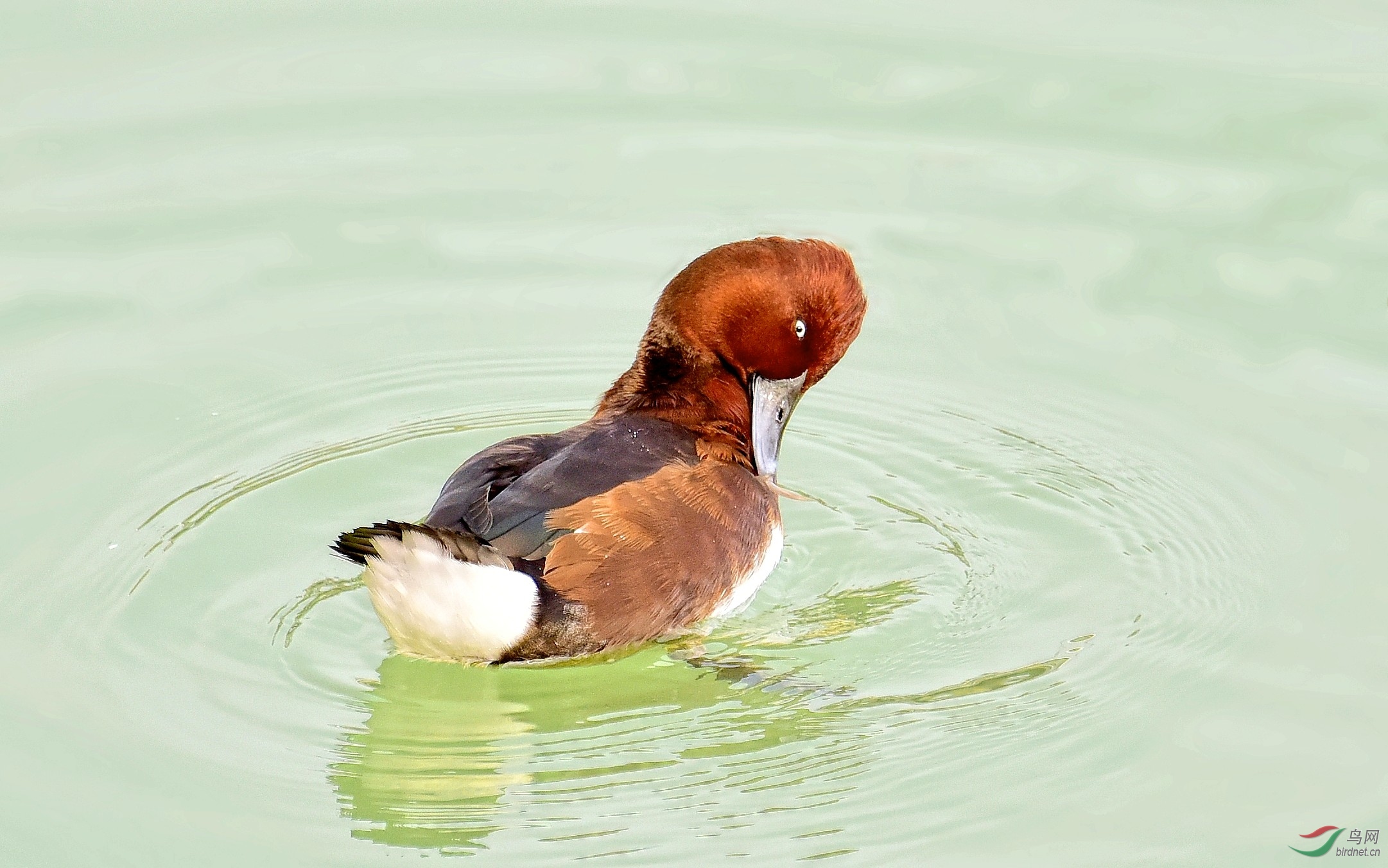 DSC_3045_conew3.jpg