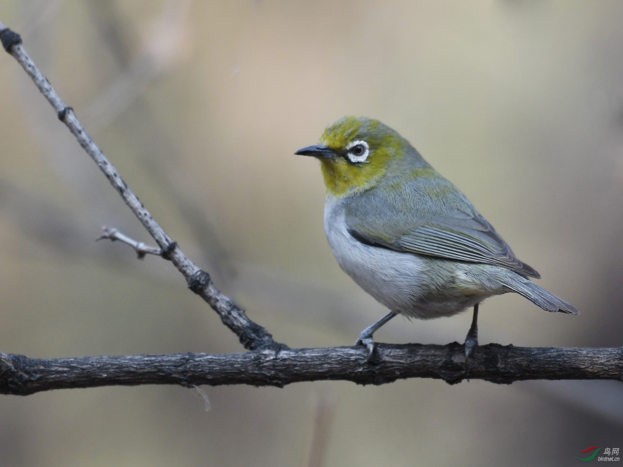 ������Ӱ 115����.jpg