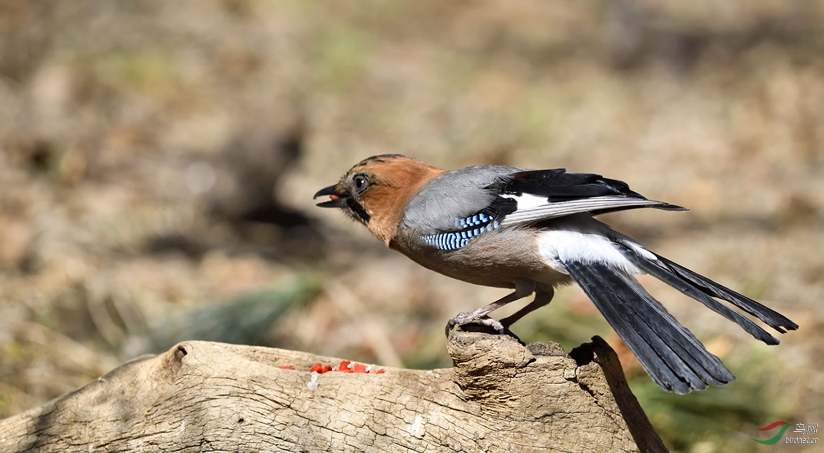 _DSC1283_00001-P-2.jpg