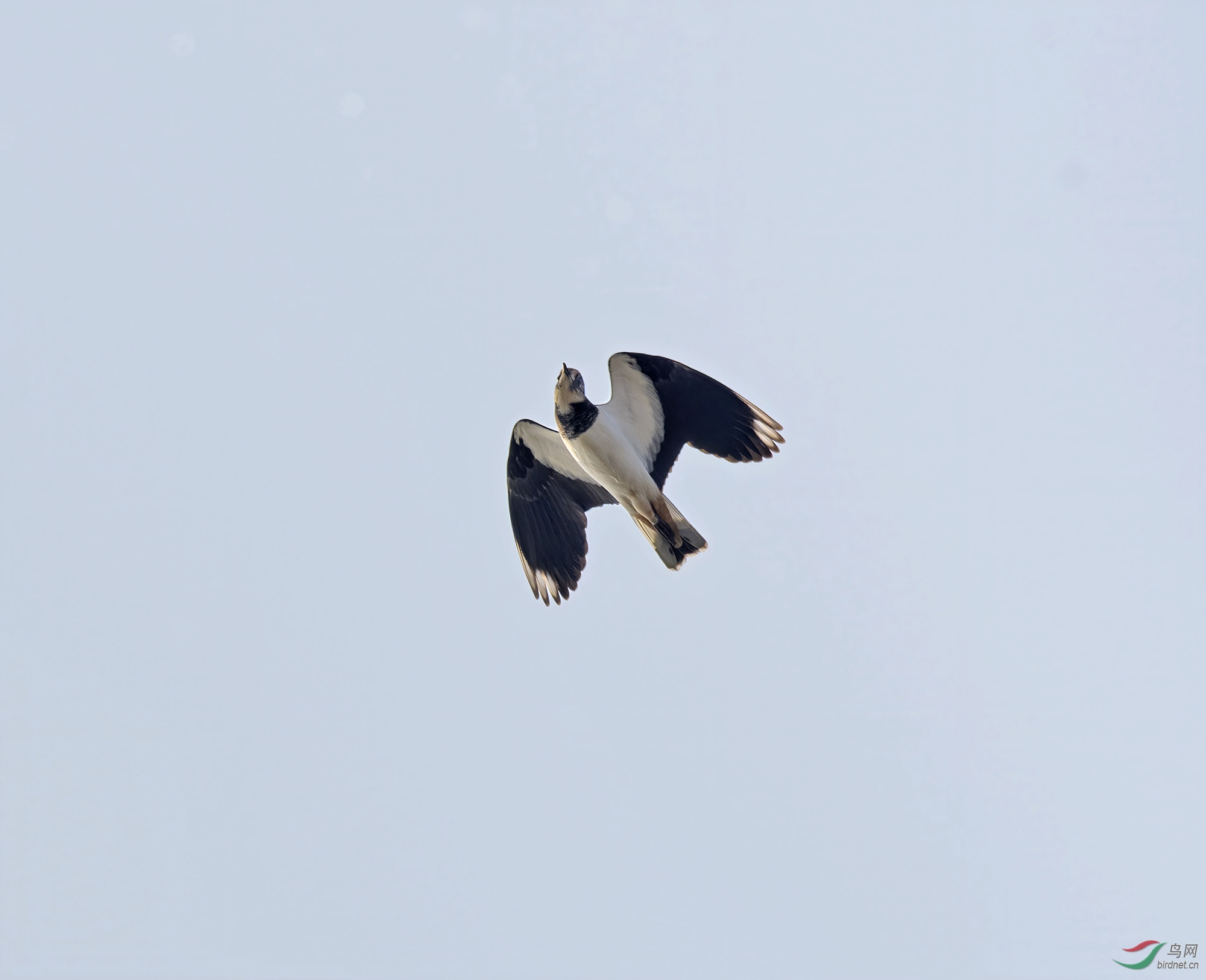 DSC_3984.jpg
