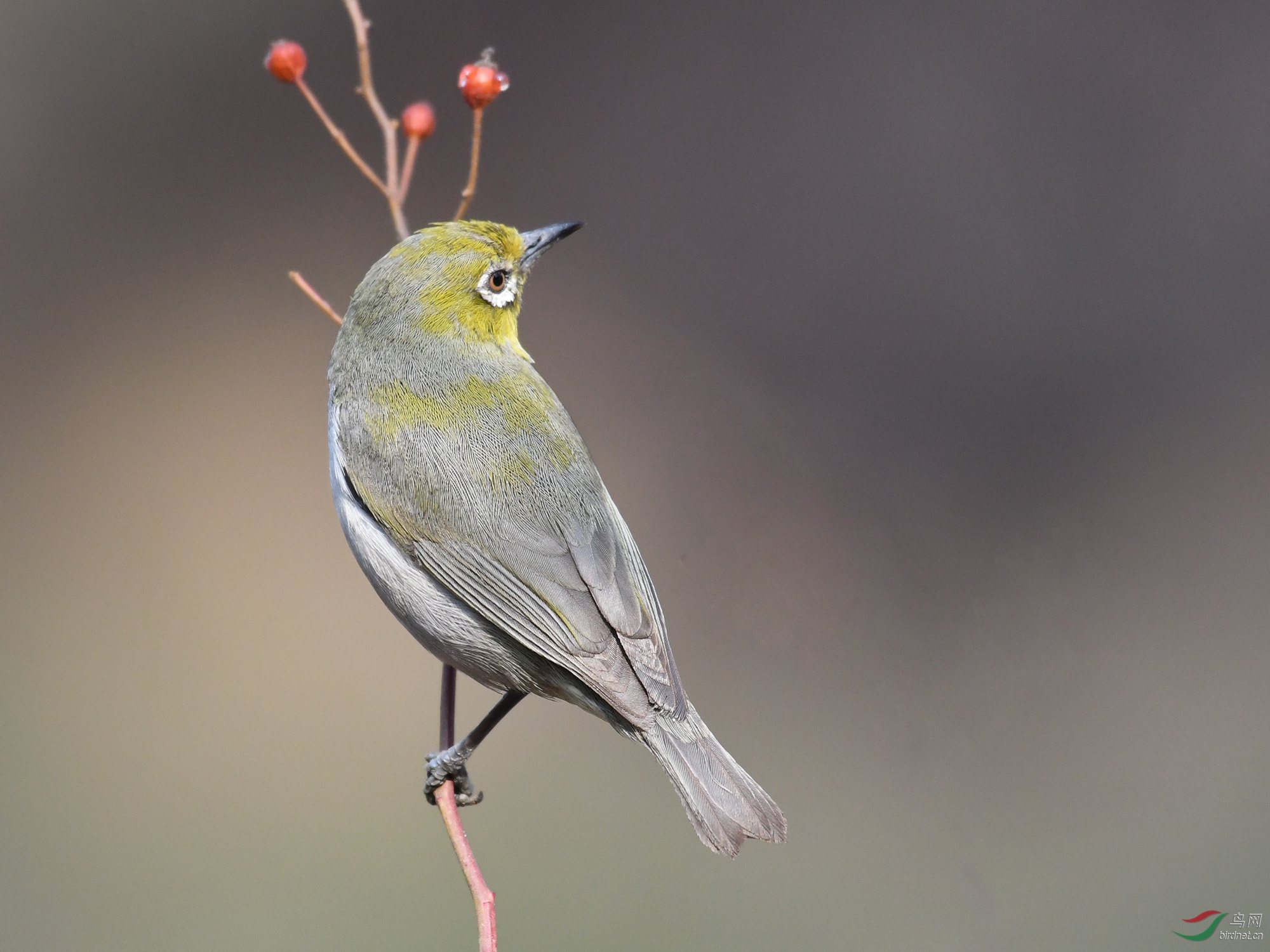 ������Ӱ 989����.jpg