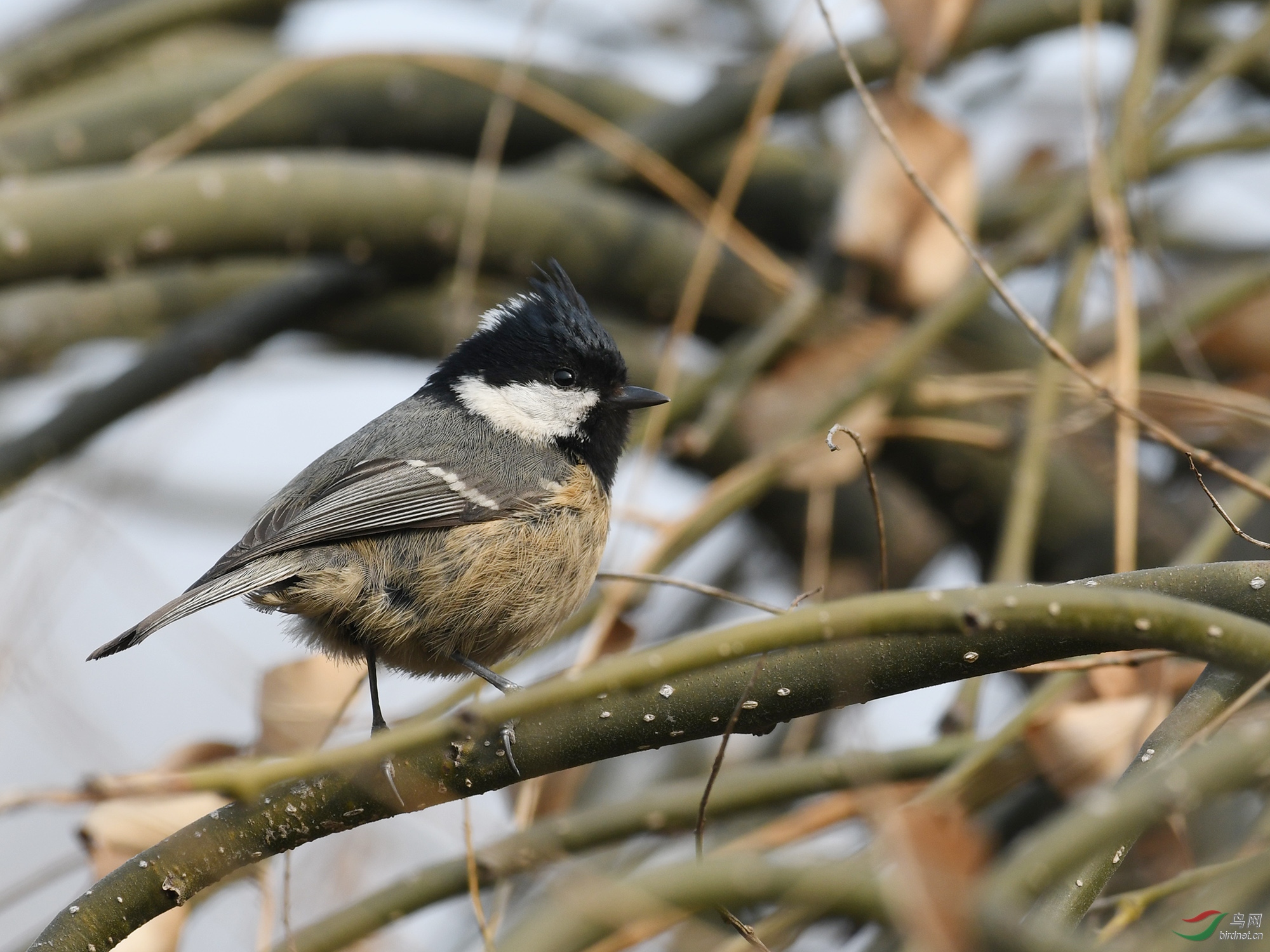 ������Ӱ 1499����.jpg