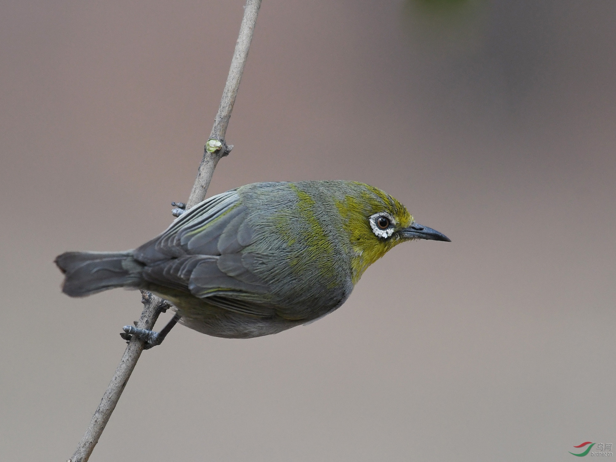 ������Ӱ 414����.jpg