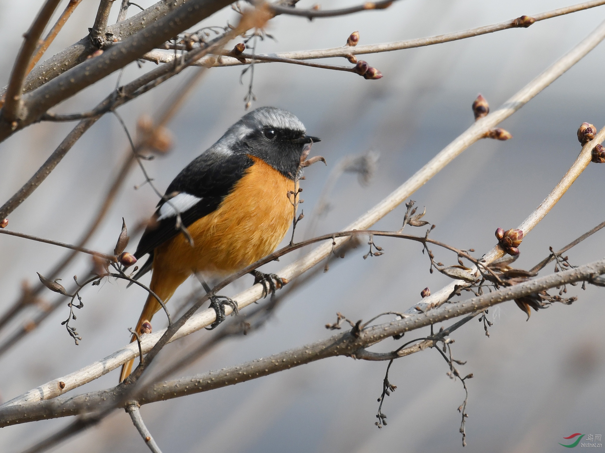 ������Ӱ 1071����.jpg