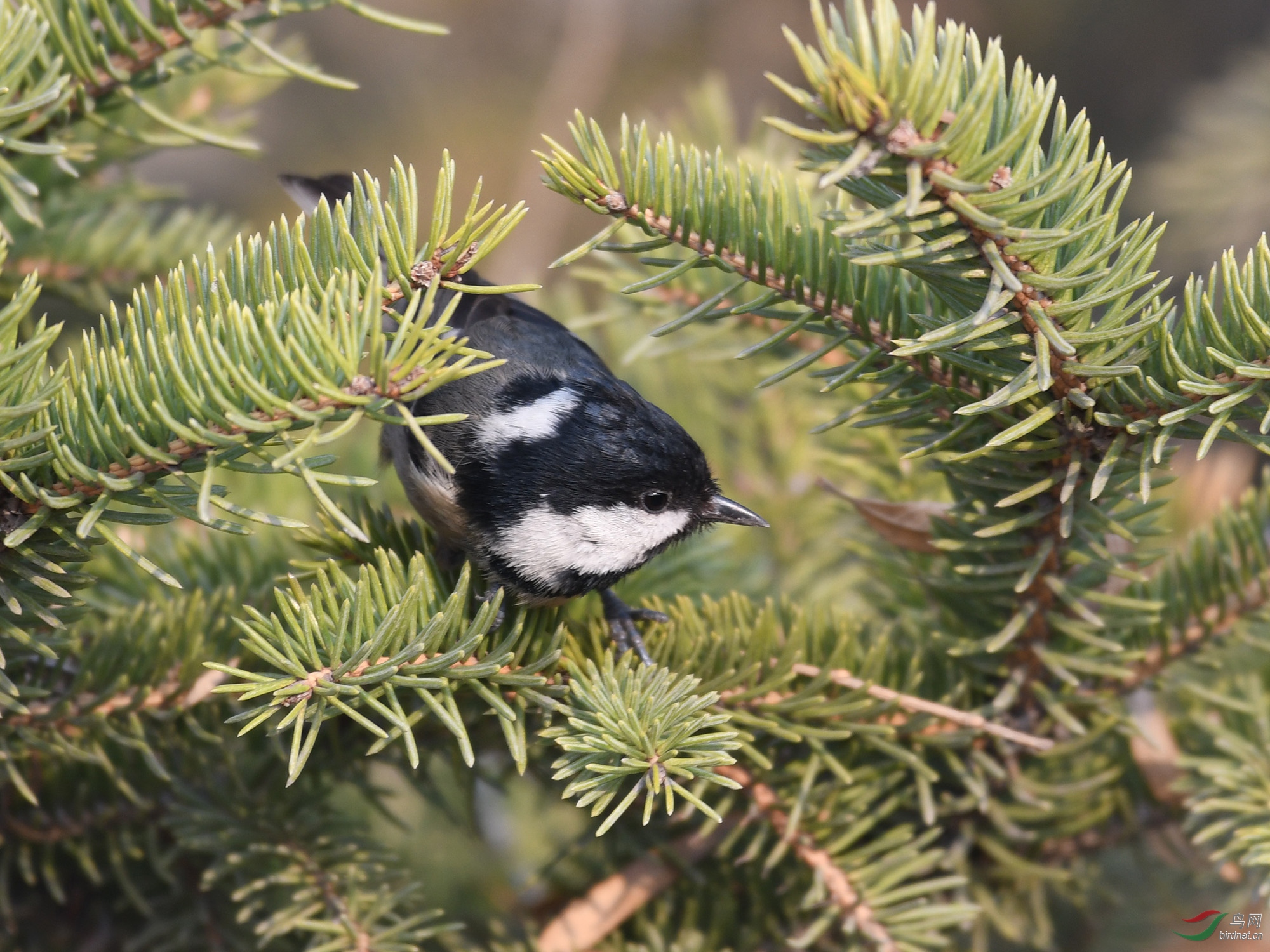 ������Ӱ 1275����.jpg